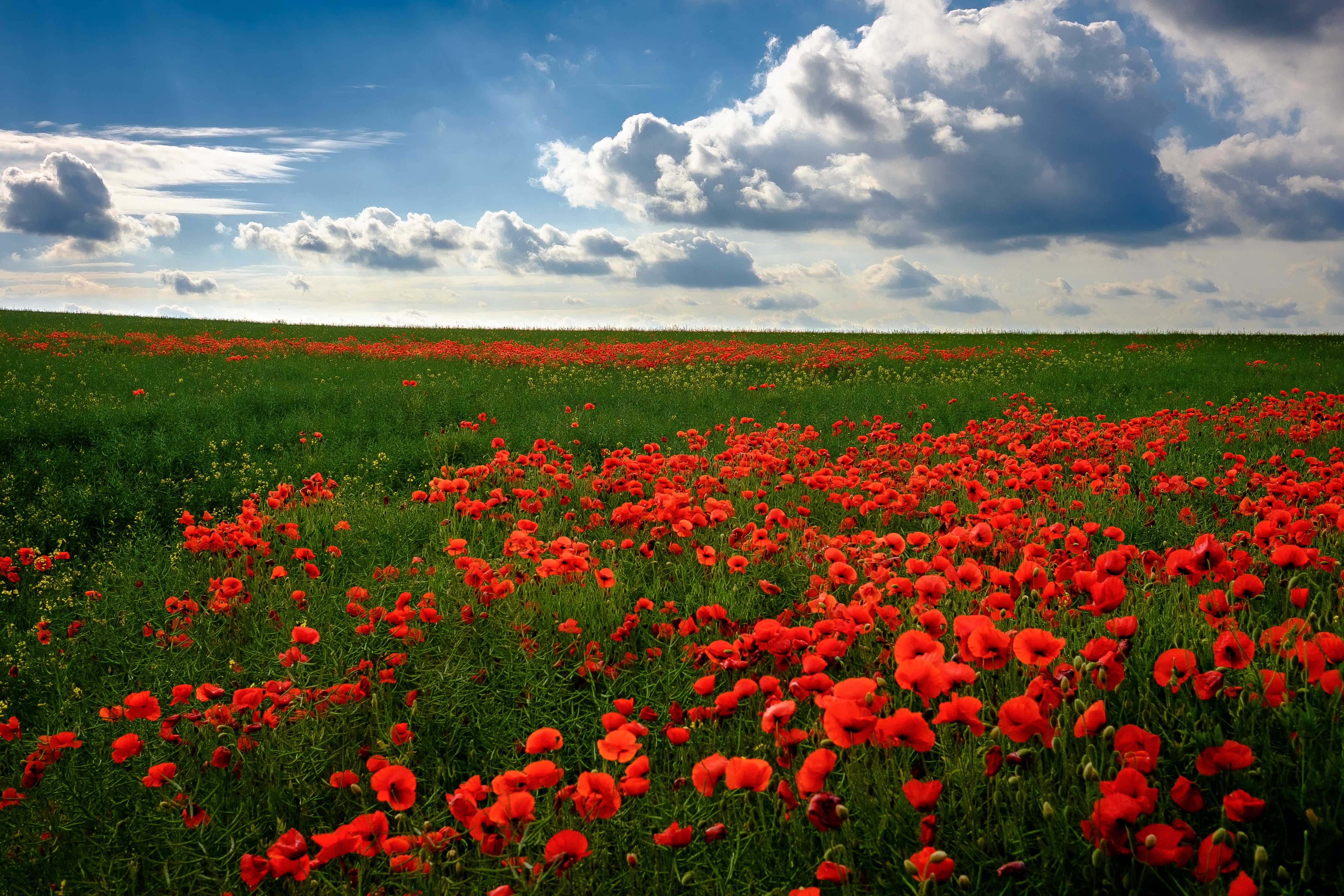 bed of red petaled flowers nature field summer rural Scene 2k 4k 5k