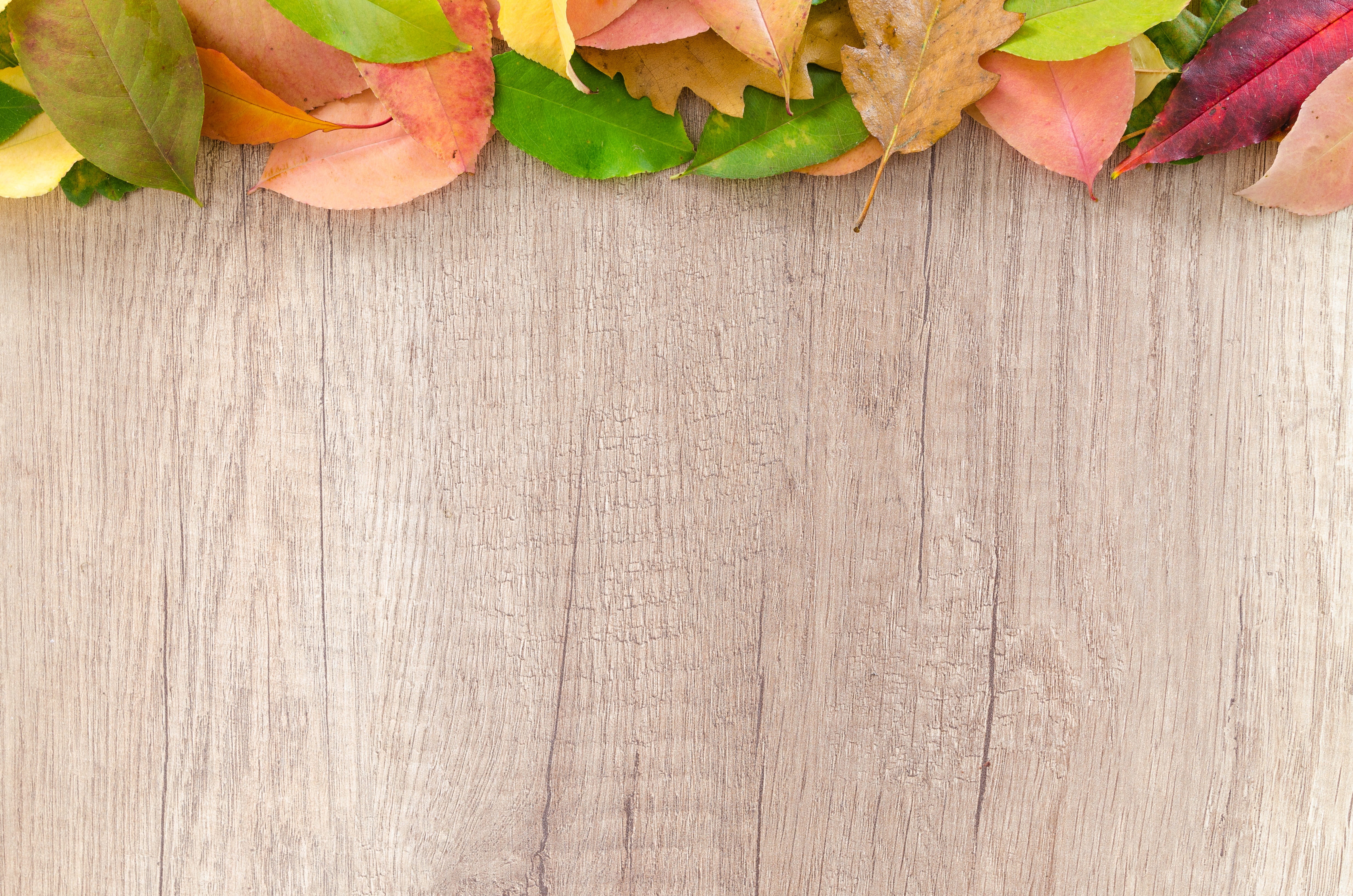 brown wooden surface autumn orange nature red yellow fall 2k 4k 5k