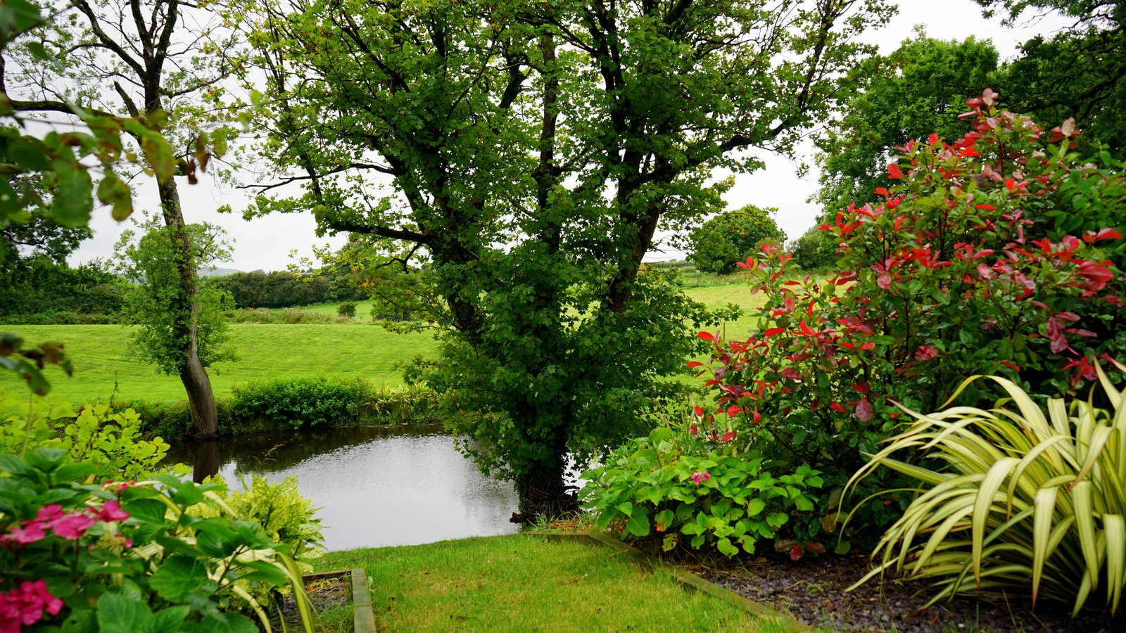Green Leaf Plant Beside River bloom blooming country daylight 2k 4k 5k