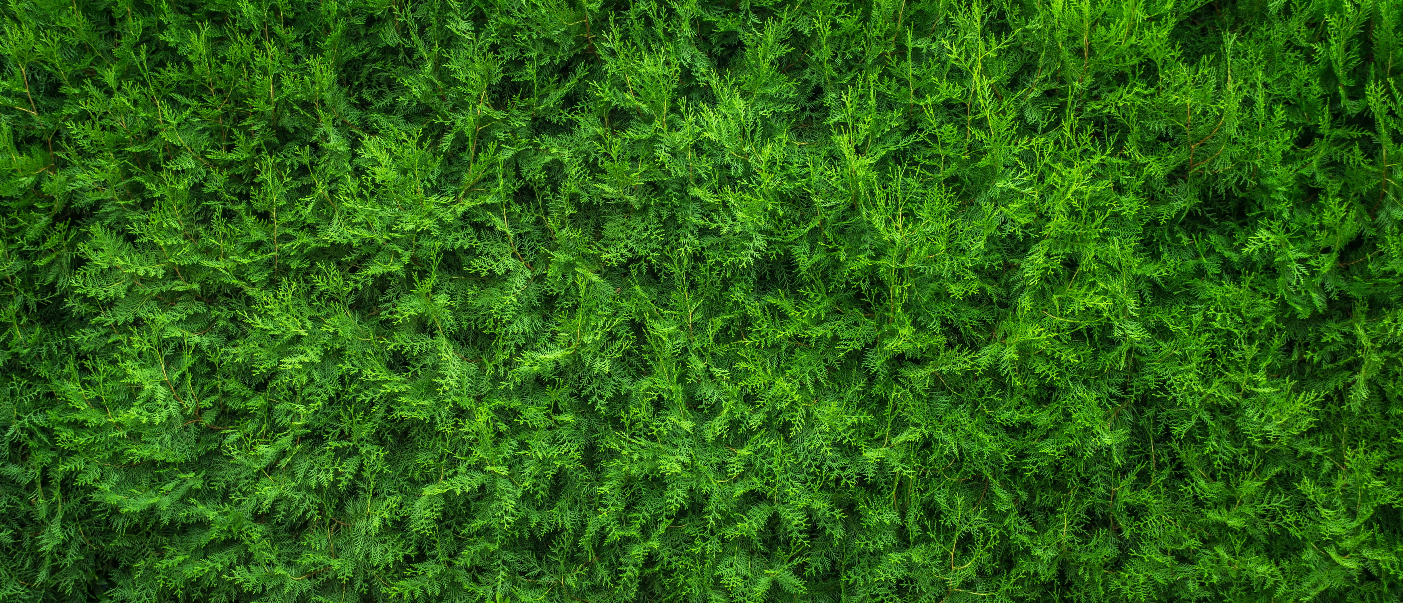 green leaf plant plants nature wood background texture pattern 2k 4k 5k
