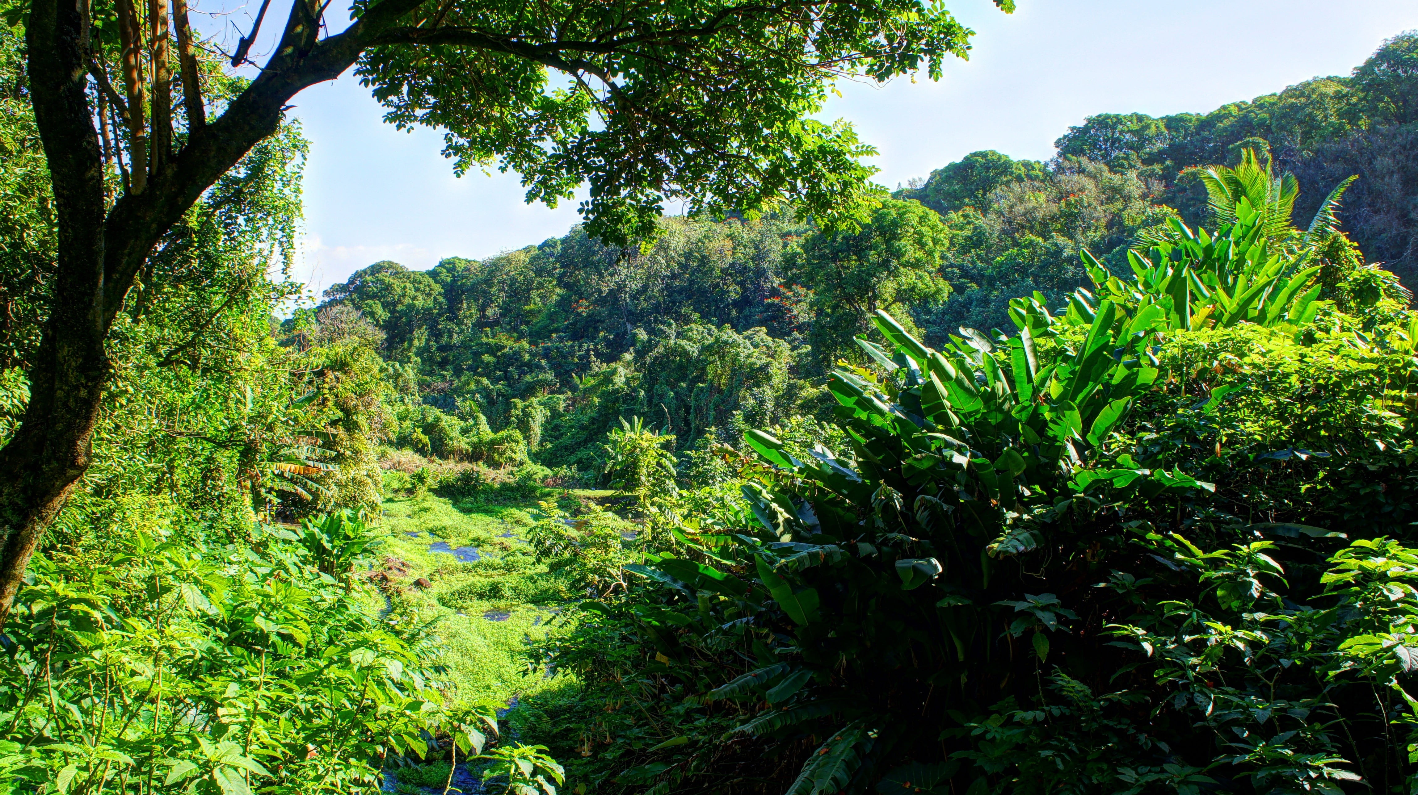 green leaf plant tropical water forest Hawaii isle of Maui 2k 4k 5k