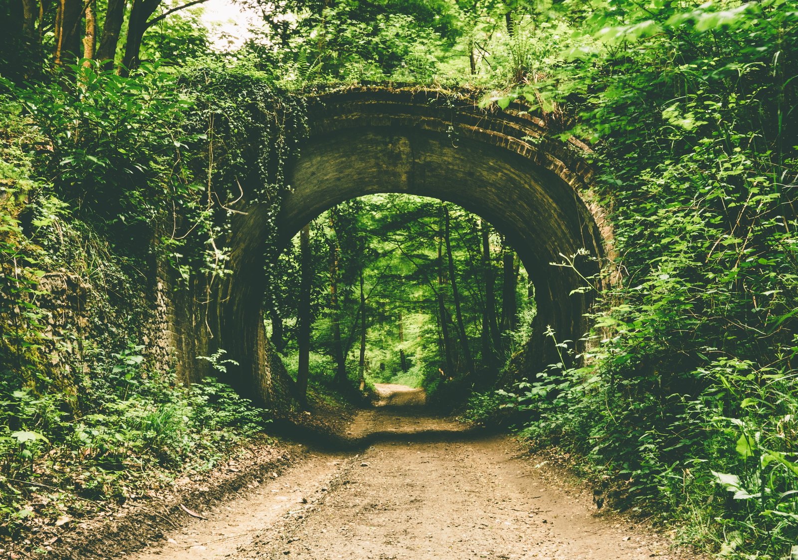 green leafed plants and trees nature path tunnel forest the way forward 2k 4k
