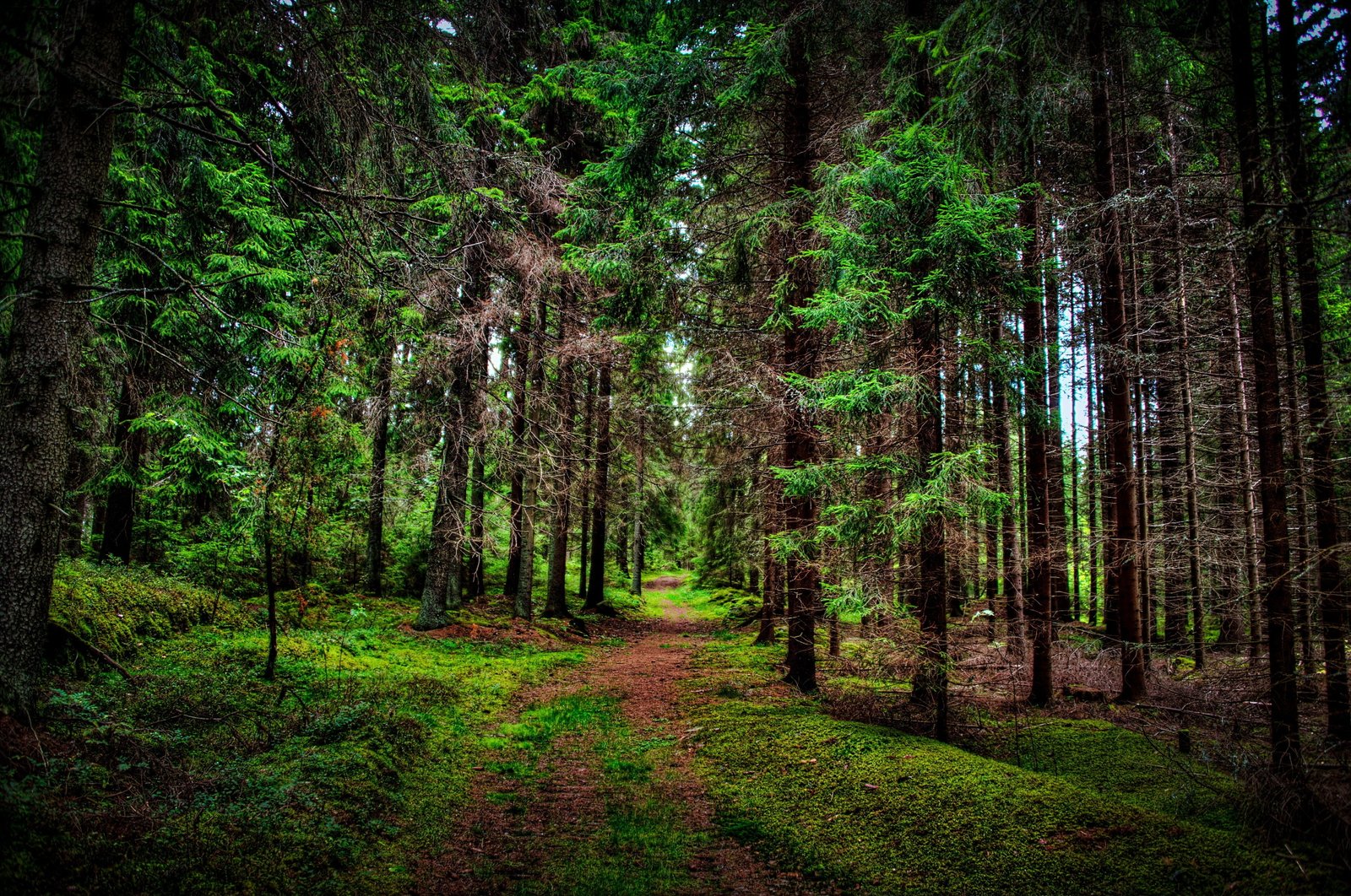 green leafed trees nature landscape forest wood branch leaves 2k 4k