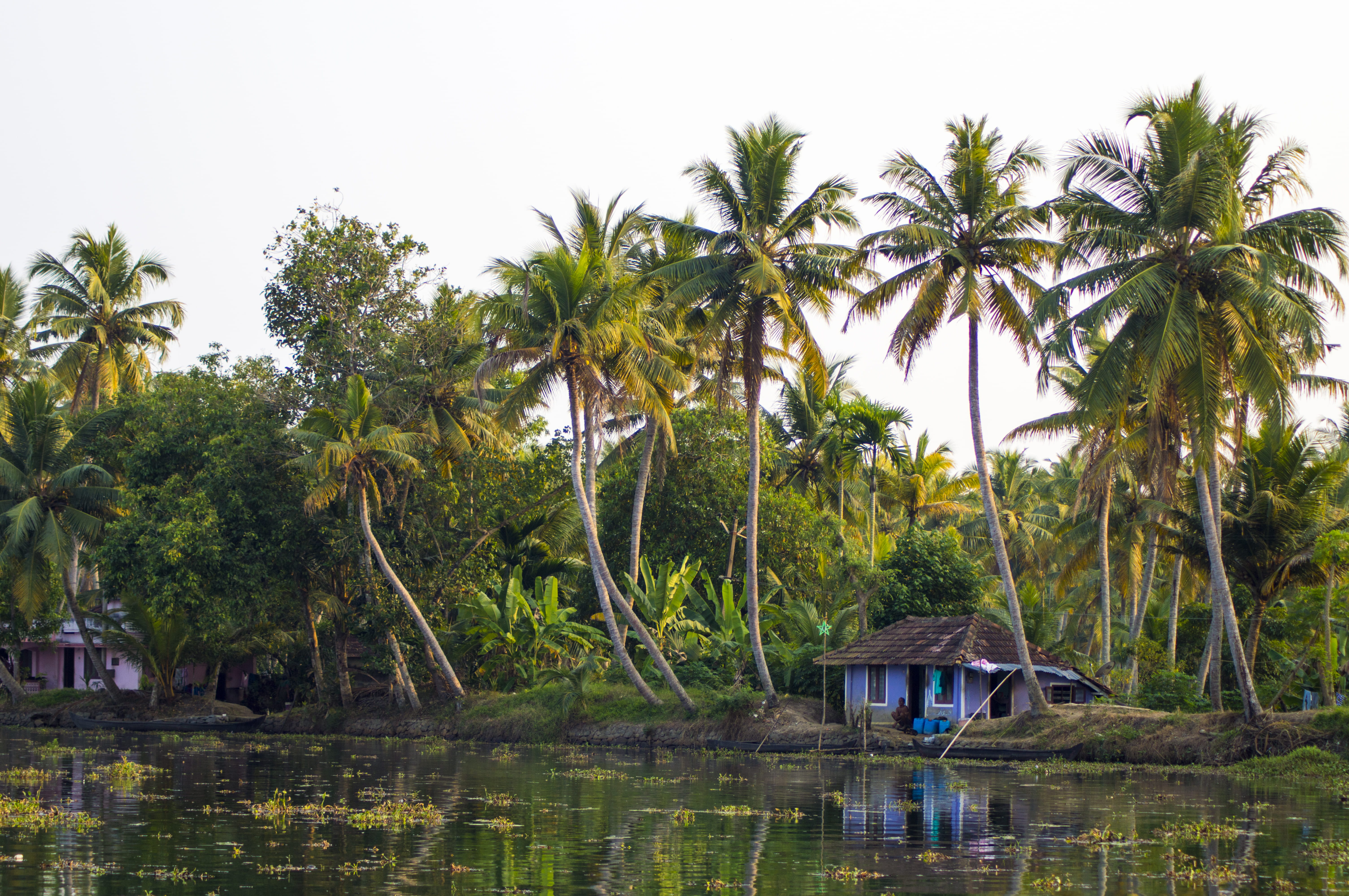 india kerala backwaters coconut trees reflection nature 2k 4k 5k