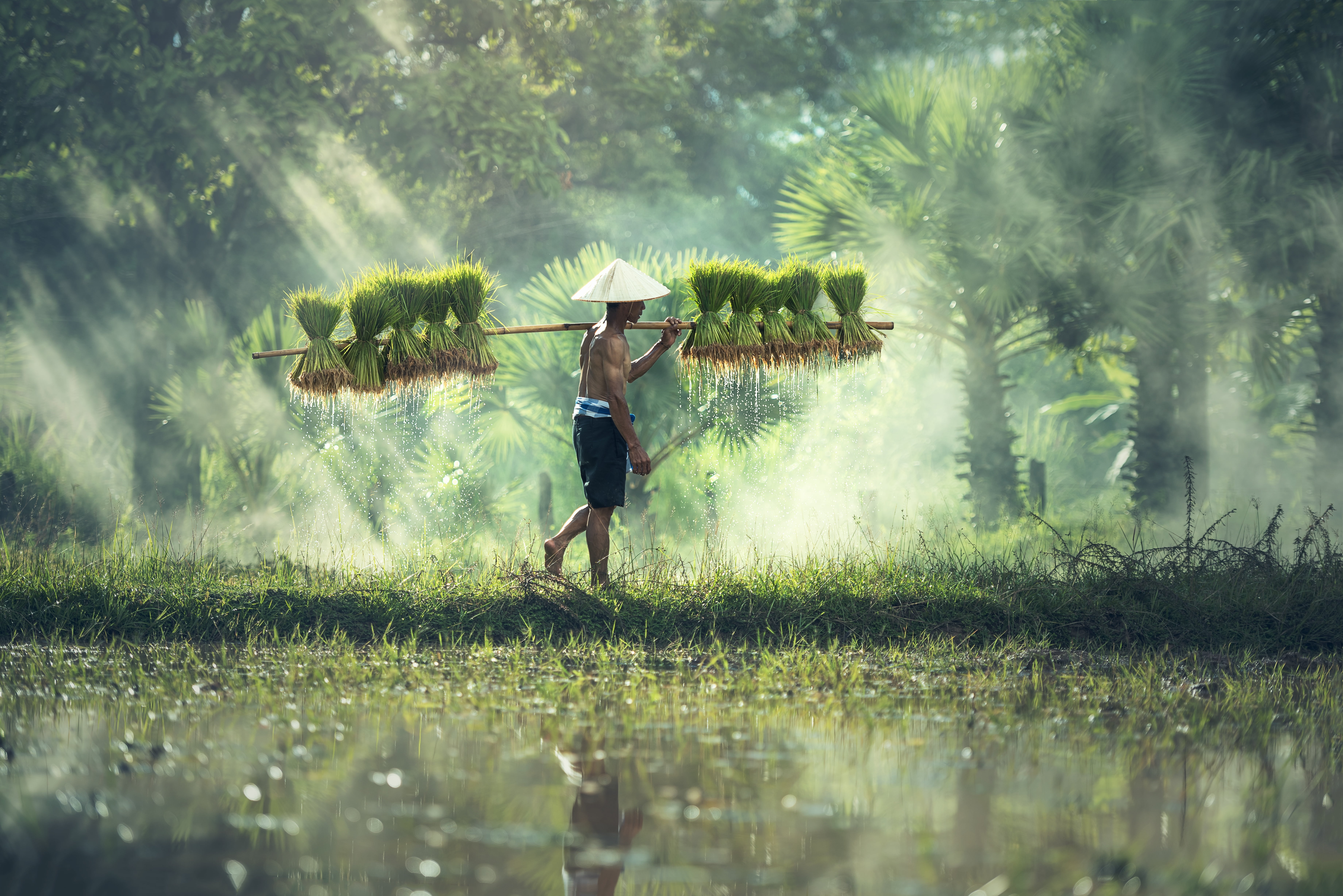 man carrying green plants during daytime agriculture asia cambodia 2k 4k 5k
