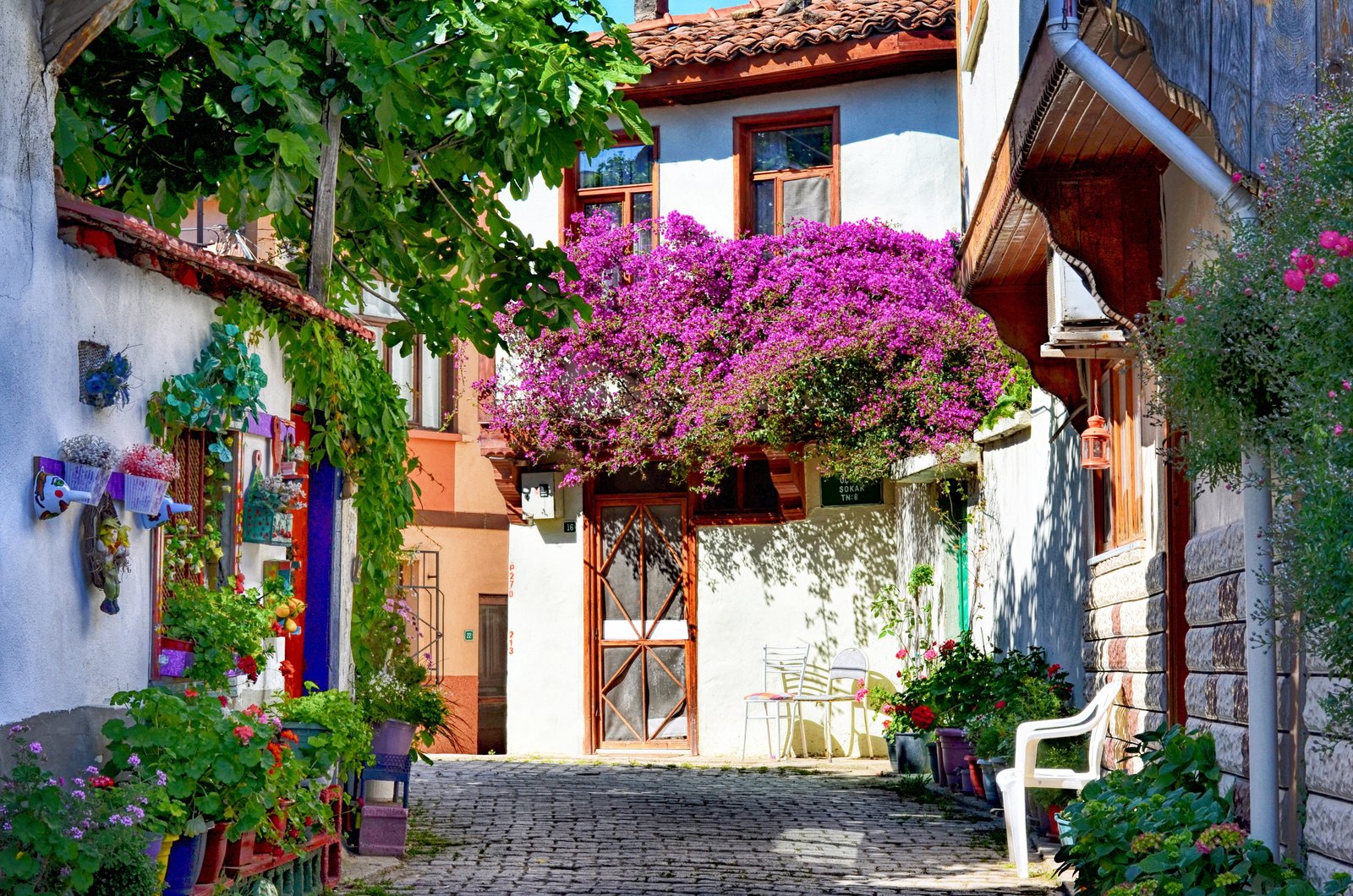 photo of purple petaled flower plant beside building turkey 2k 4k 5k