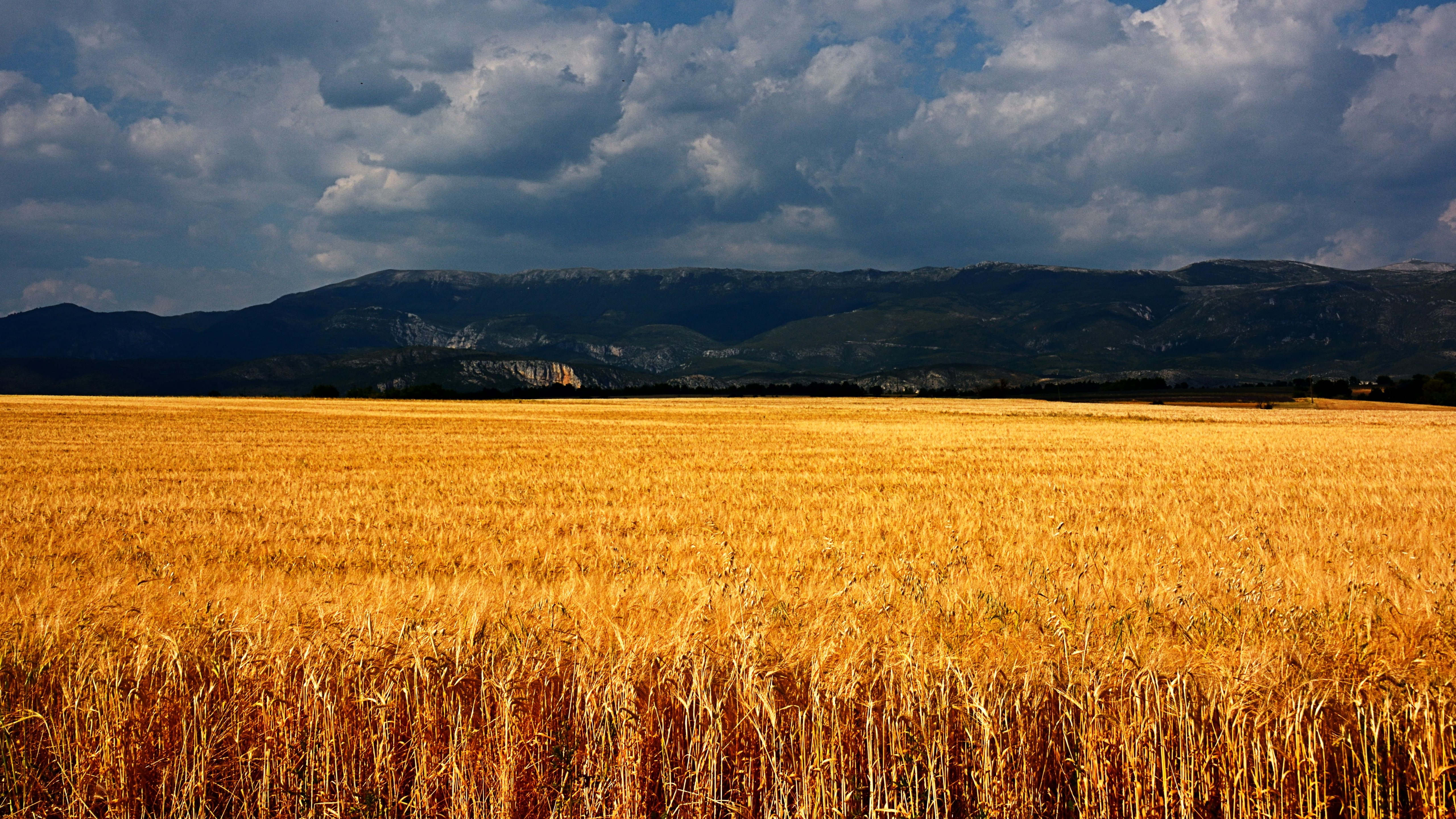 photography of rice field Plateau de Valensole wallpaper 2k 4k 5k