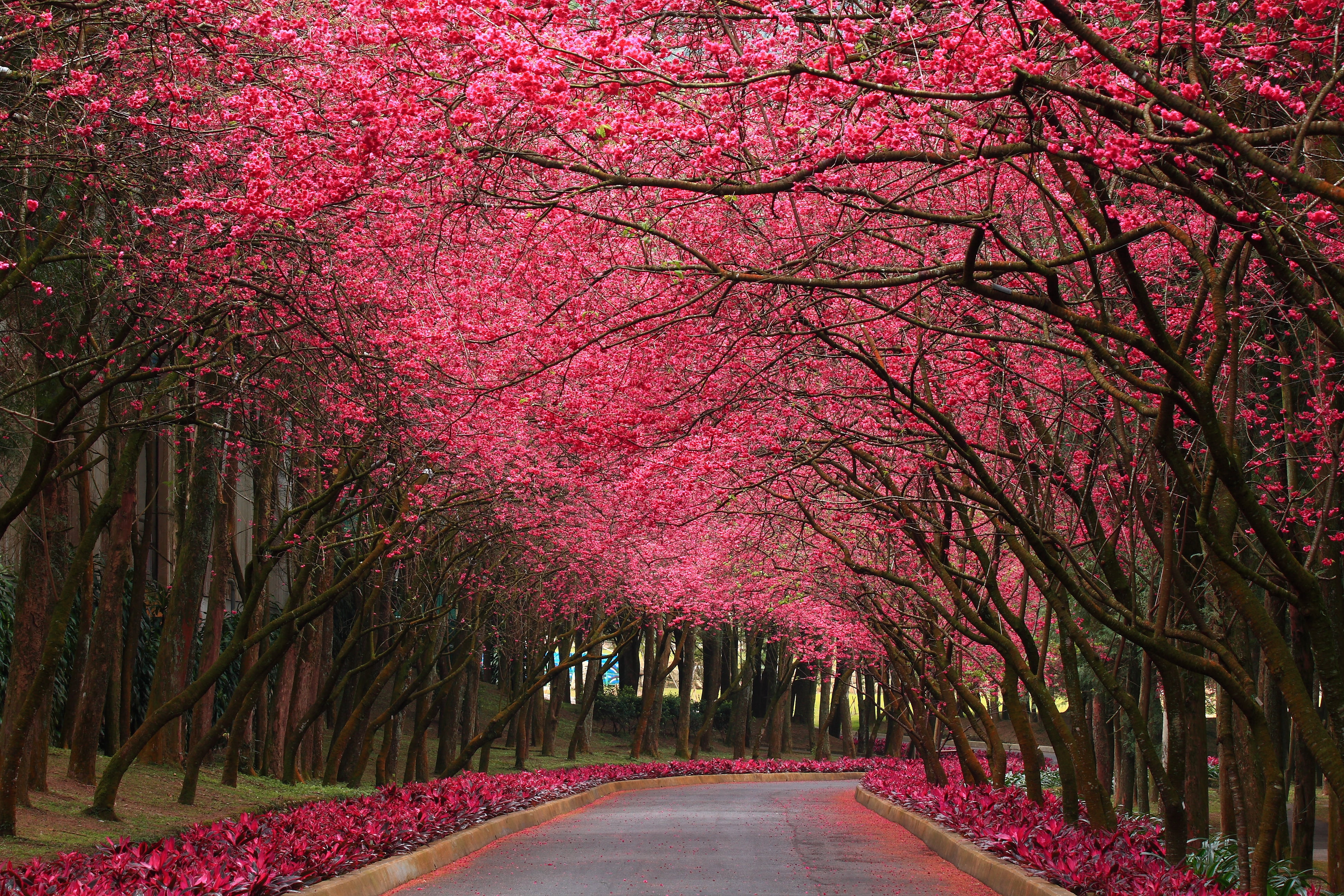 Pink Flowering Trees pink trees Nature Flowers road plant 2k 4k