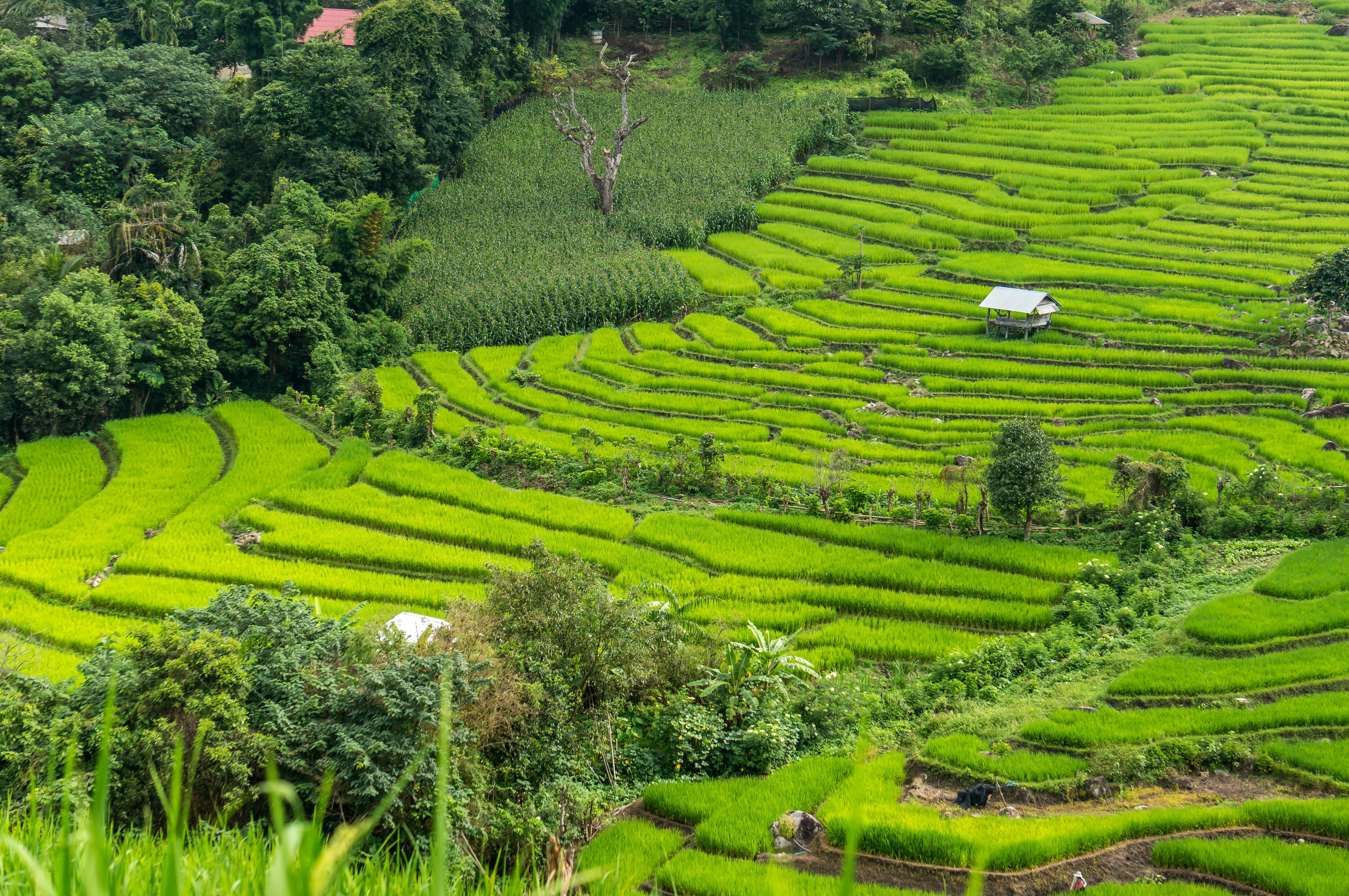 Rice Field Terrace Thailand chiang mai landscape agriculture 2k 4k 5k