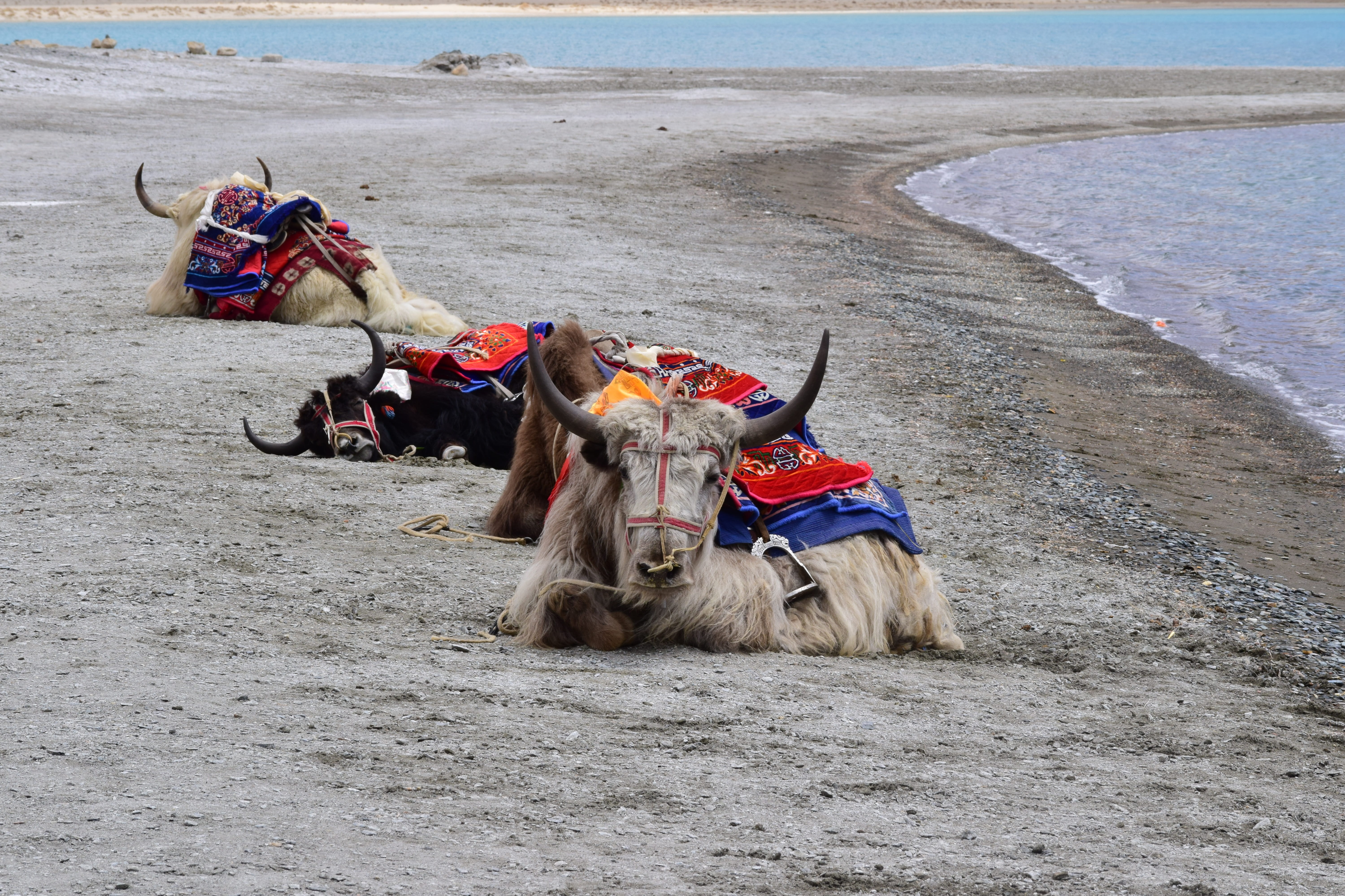 three bulls lying on beach yak pangong lake tso animals 2k 4k 5k