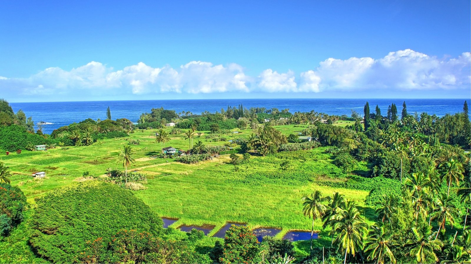 tropical water forest Hawaii isle of Maui palm trees 2k 4k 5k