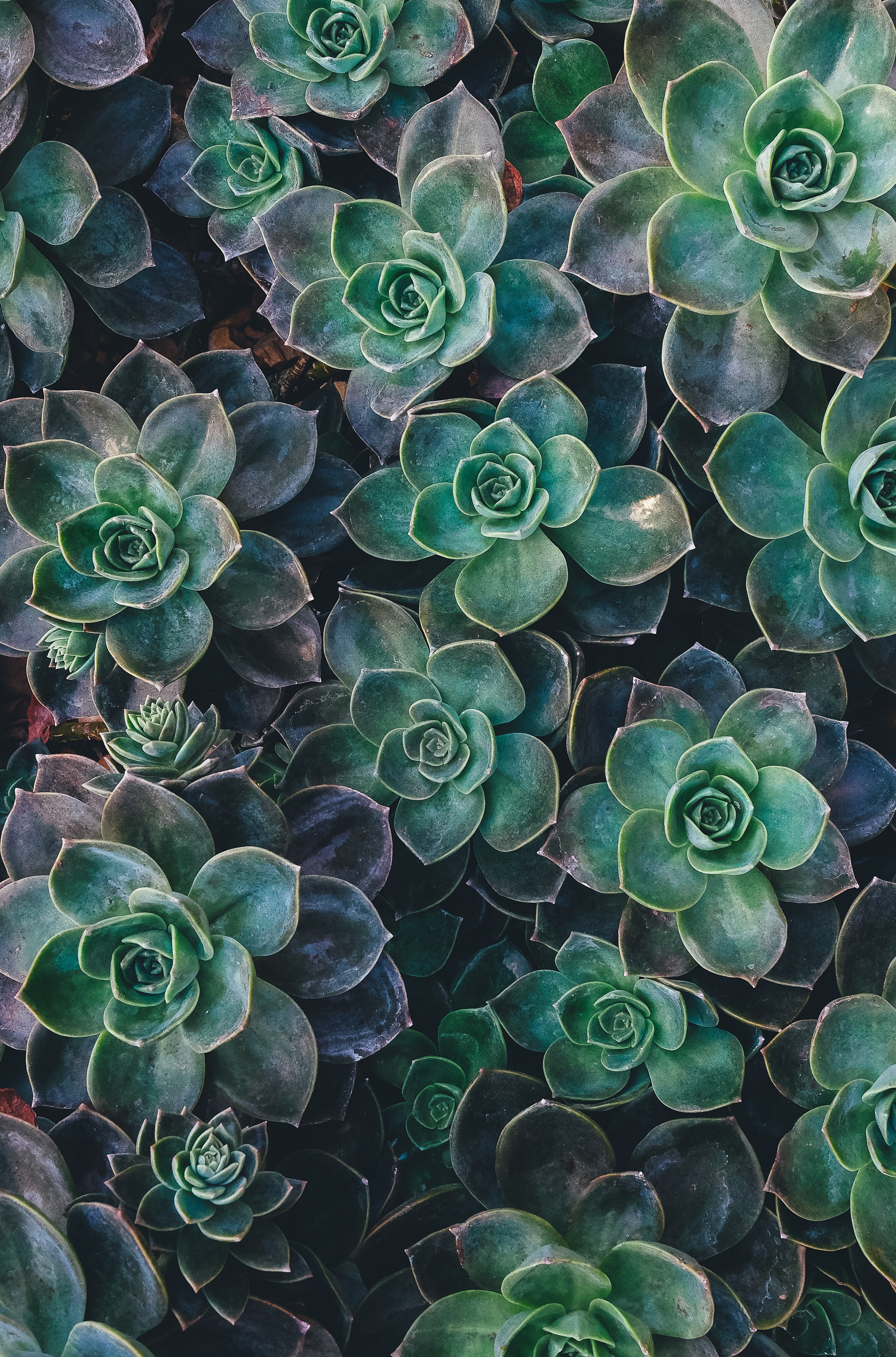 nature succulent plants 2k