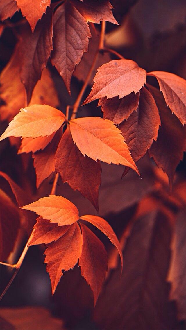 Autumn wallpaper leaves red hd