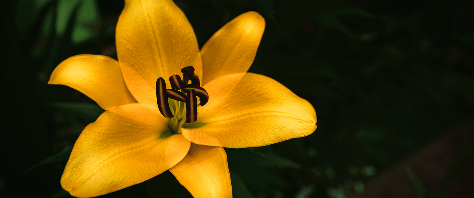 Flowers Macro dual monitor widescreen wide screen multiple 2k 4k 5k