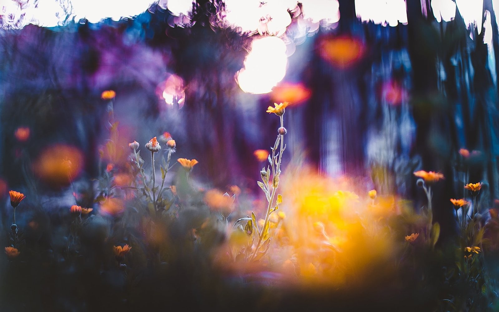 abstract painting selective focus photography of bed orange flowers 2k