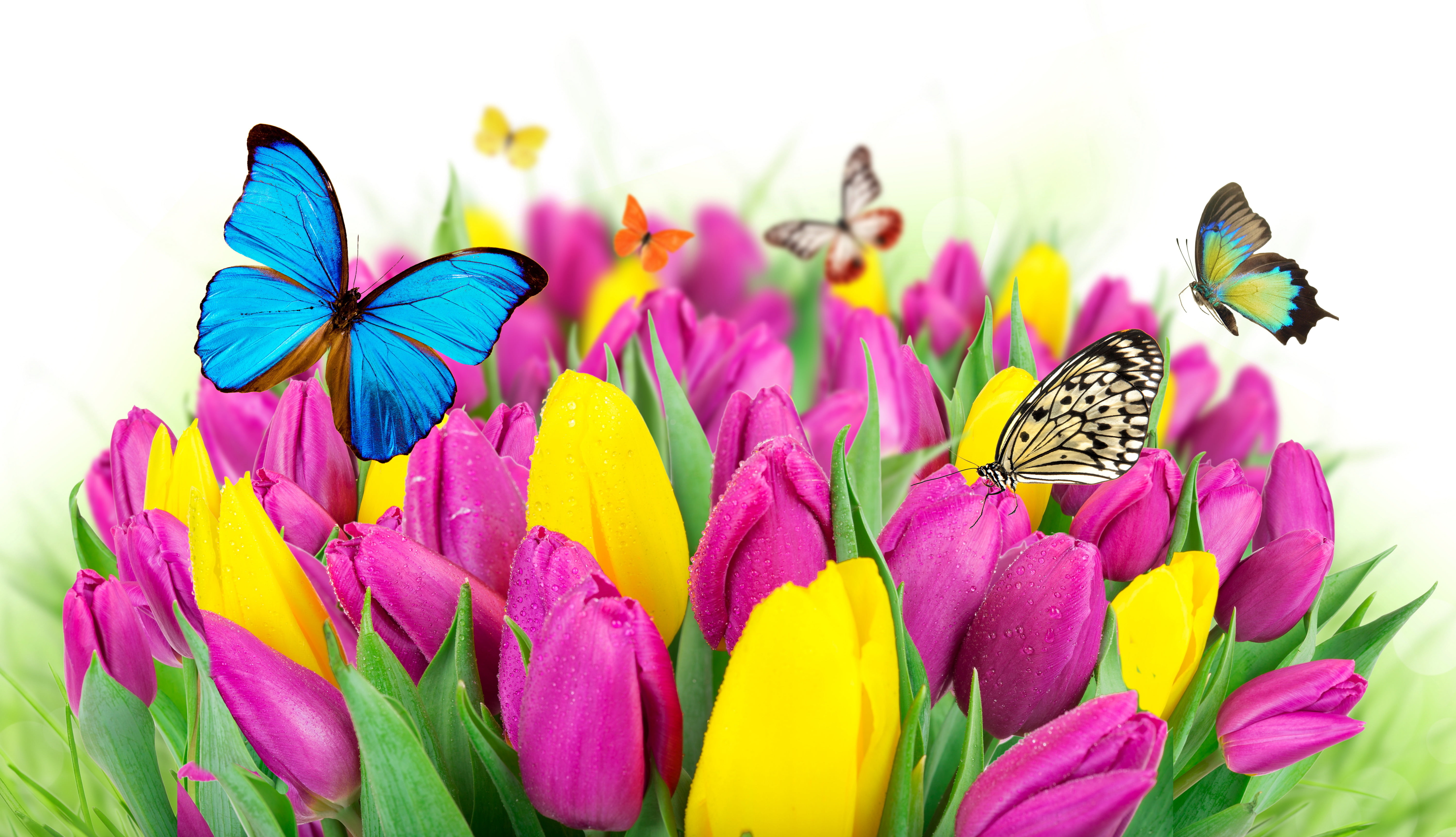 assorted color butterflies and yellow pink tulip flowers 2k 4k 5k