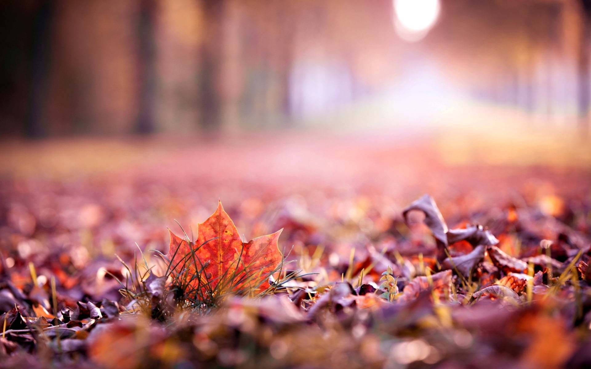 autumn leaves macro widescreen blur beautiful leaf background 2k