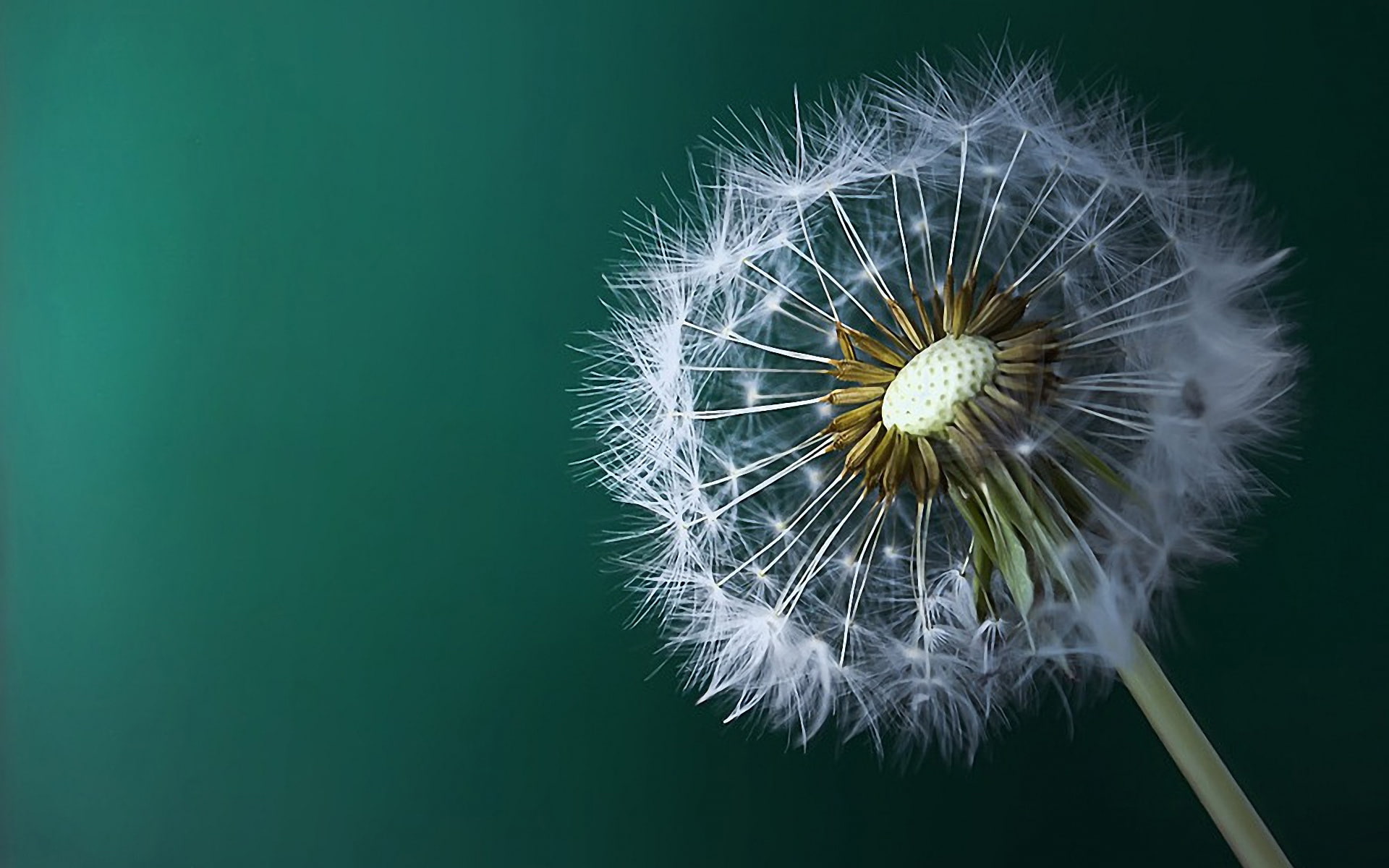 beautiful dandelion flower macro nature 2k