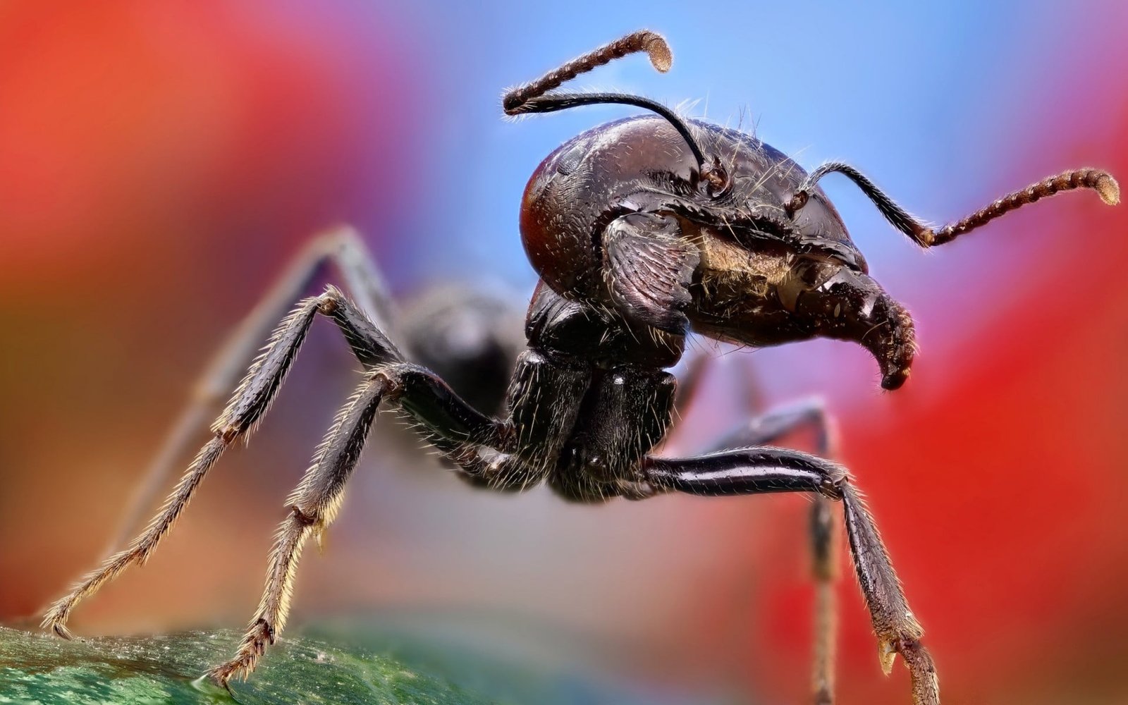 black ant army macro photography ants insect nature 2k