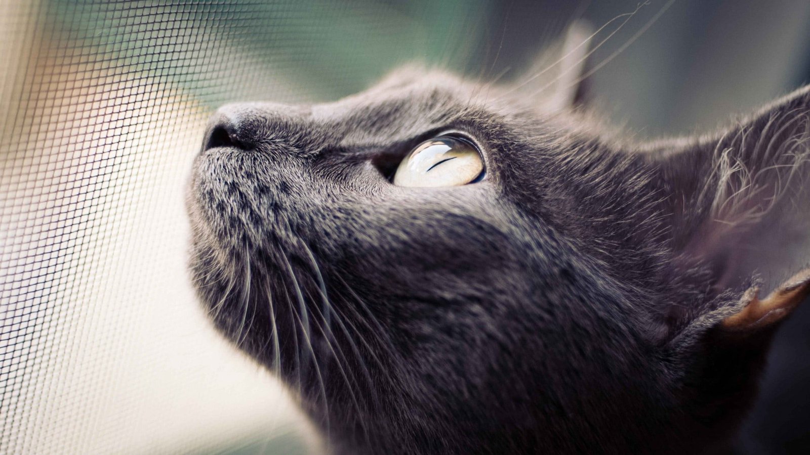 black cat close up photography of short fur eyes 2k