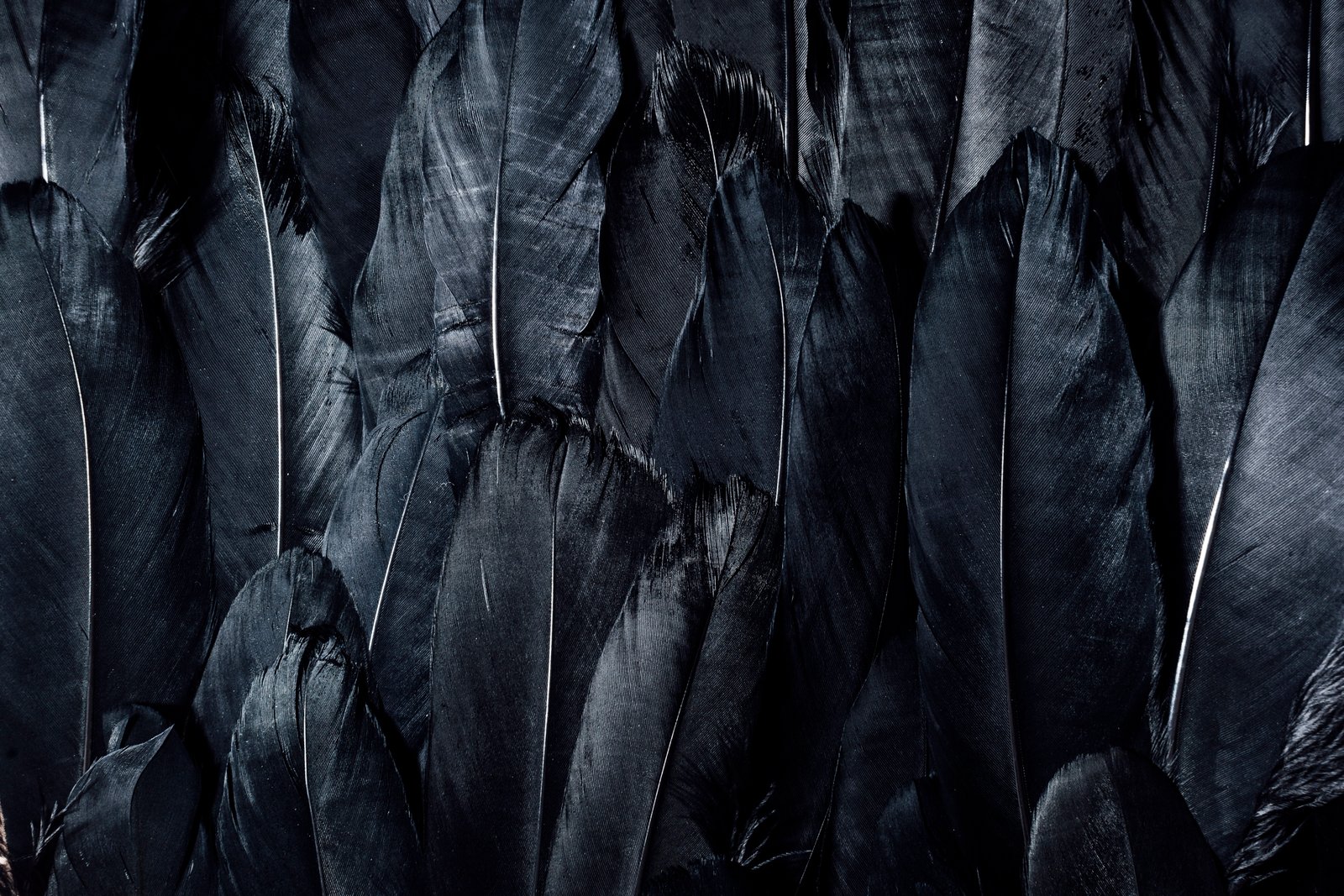 black feathers dark nature backgrounds pattern abstract 2k 4k 5k