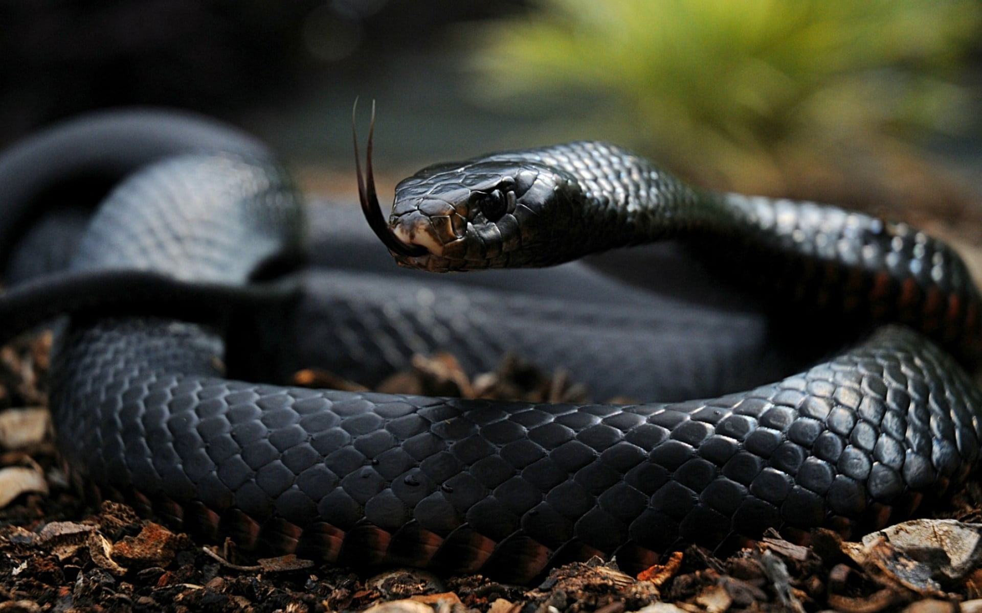 black snake reptiles depth of field dark skin eyes wood 2k