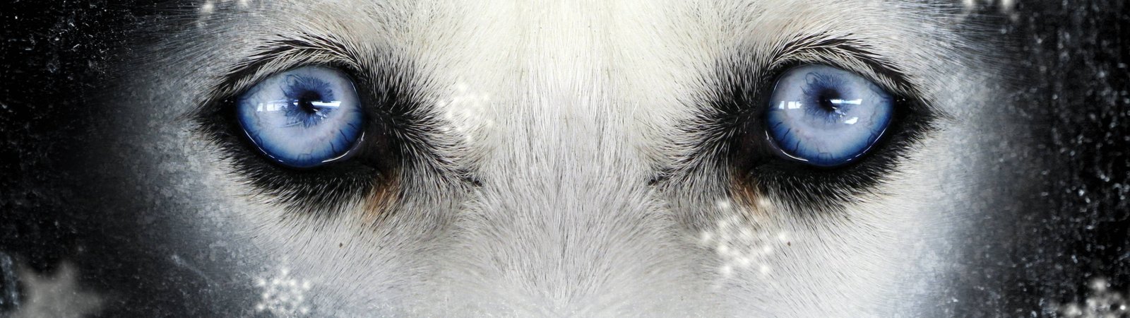 blue animal eyes multiple display animals close up eyesight 2k 4k