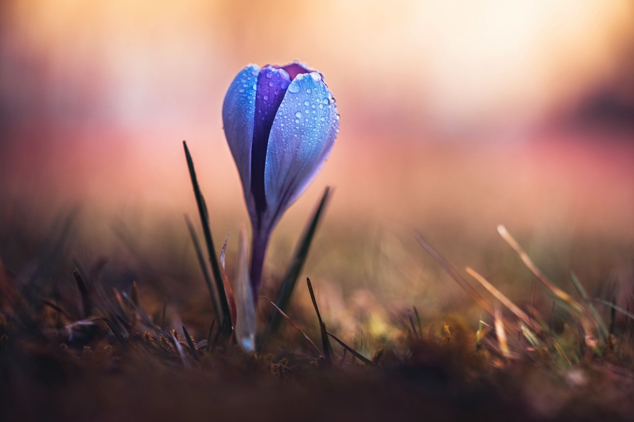 blue flowers plants water drops macro 2k