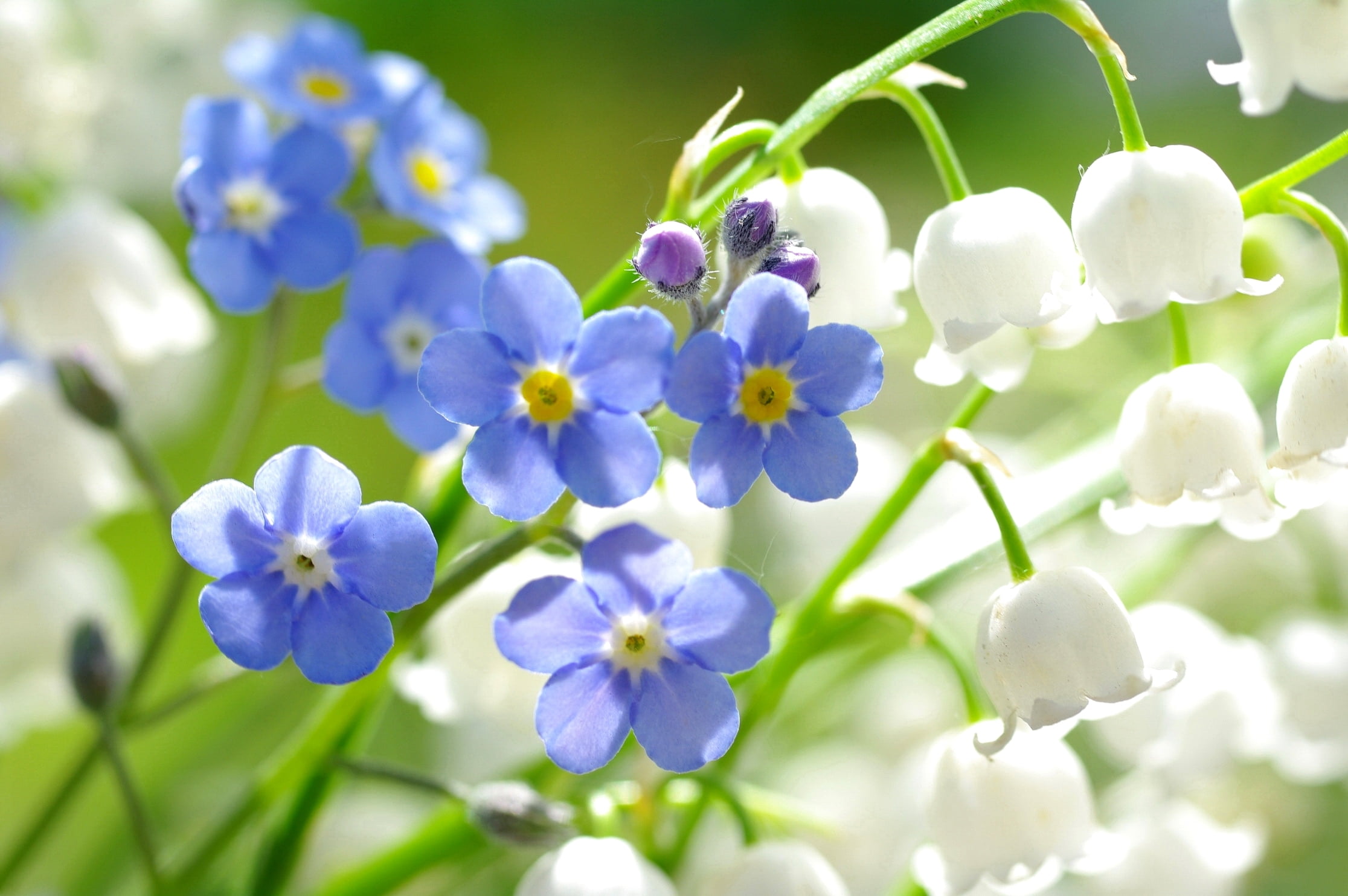 blue forget me not flowers and white lily of the valley 2k