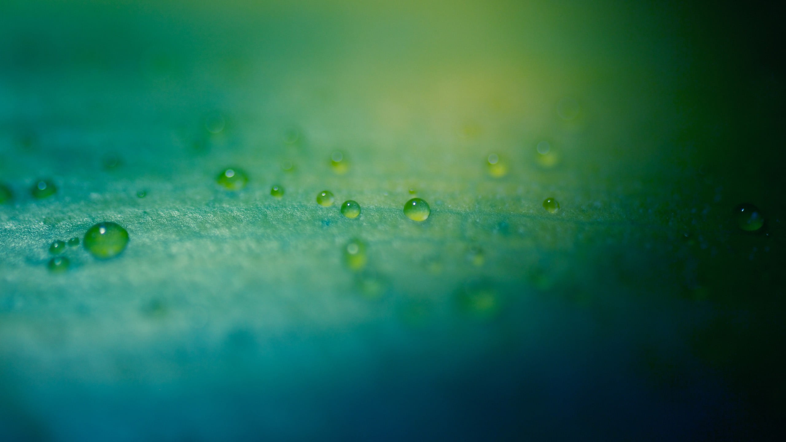 blue surface green water droplets macro drops depth of field 2k
