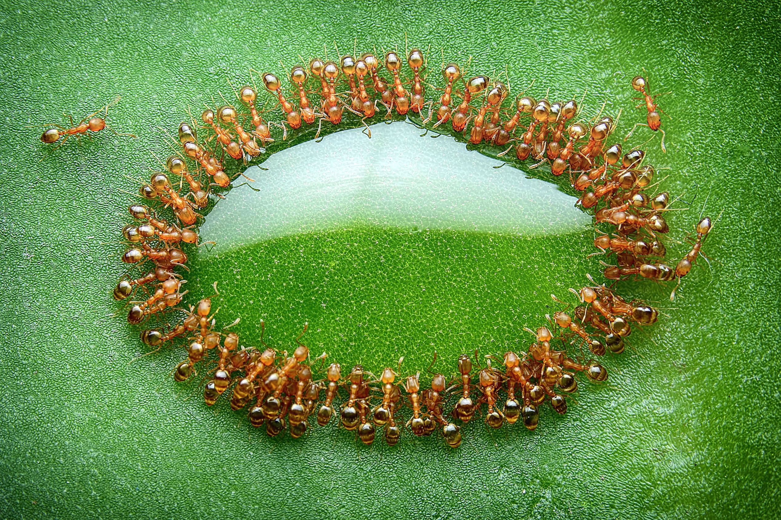 brown ants nature macro closeup leaves honey insect Malaysia 2k