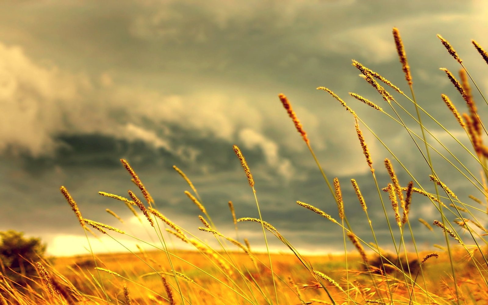 brown grass field selective focus photography of leaf 2k