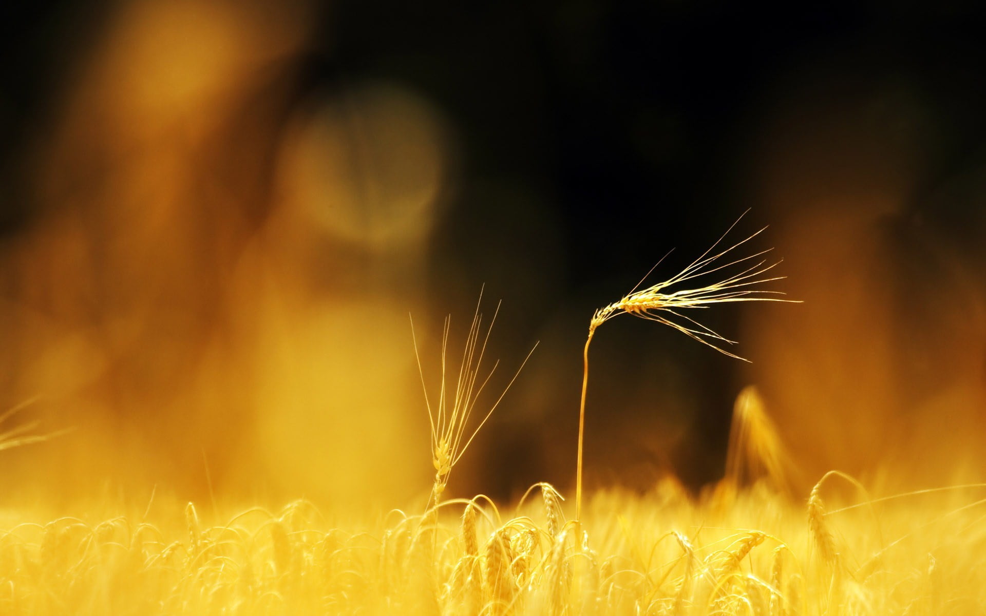 brown grass macro nature blurred wheat depth of field plants 2k