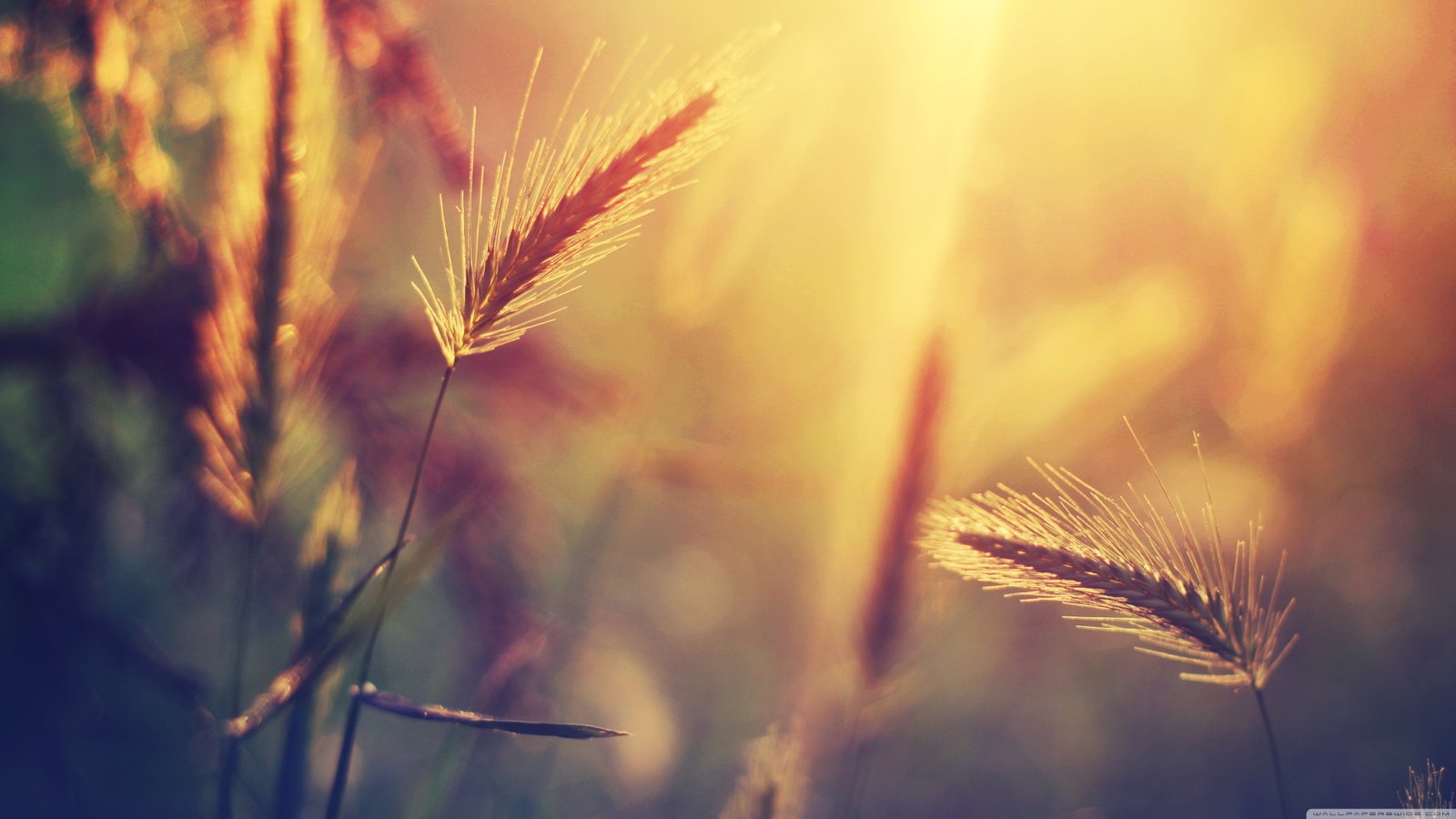 brown grass shallow focus photography of wheat nature macro 2k 4k