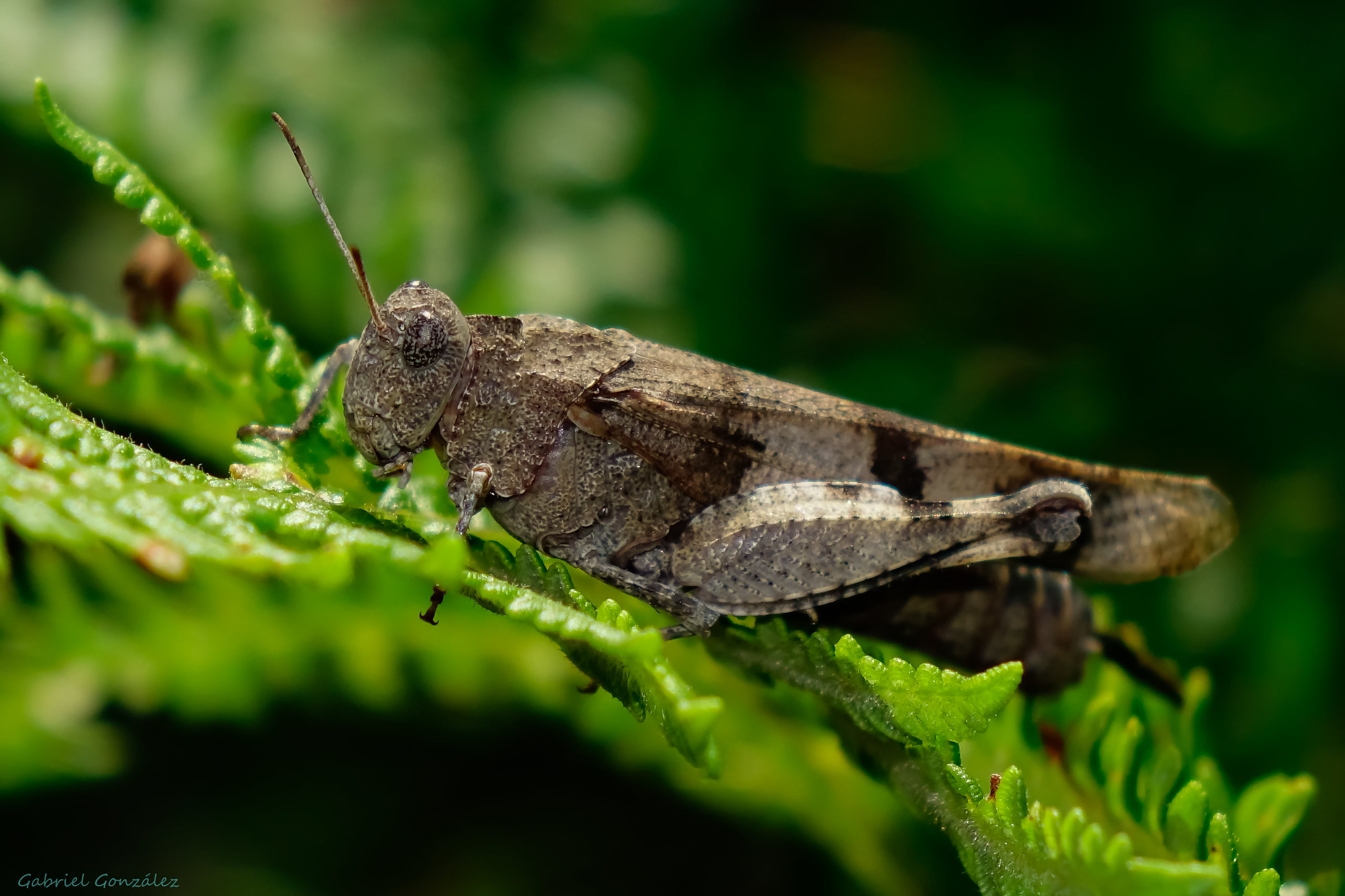 brown grasshopper on leaf in macro photography during daytime 2k