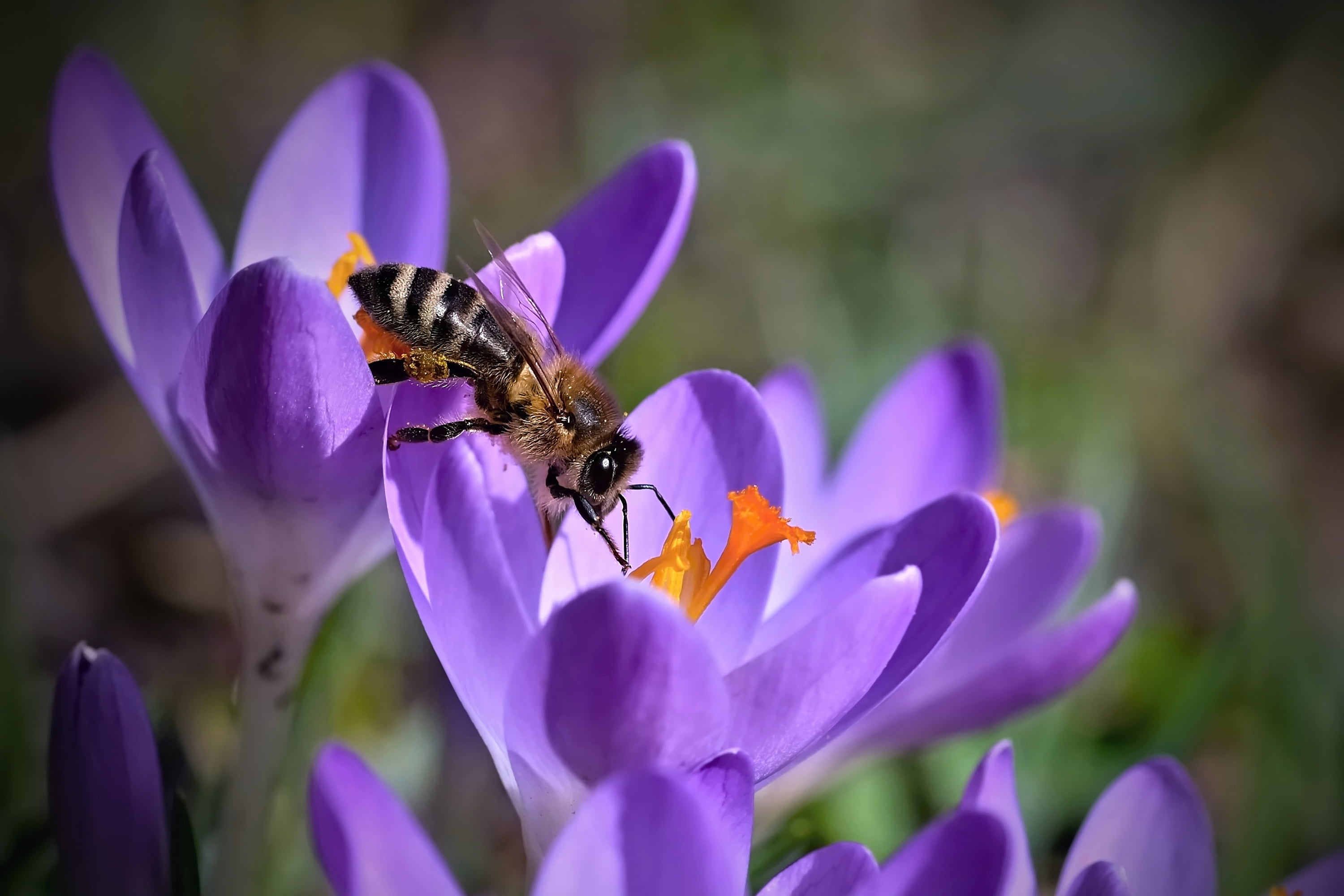 brown honey bee perched on purple flower insect nature pollination 2k