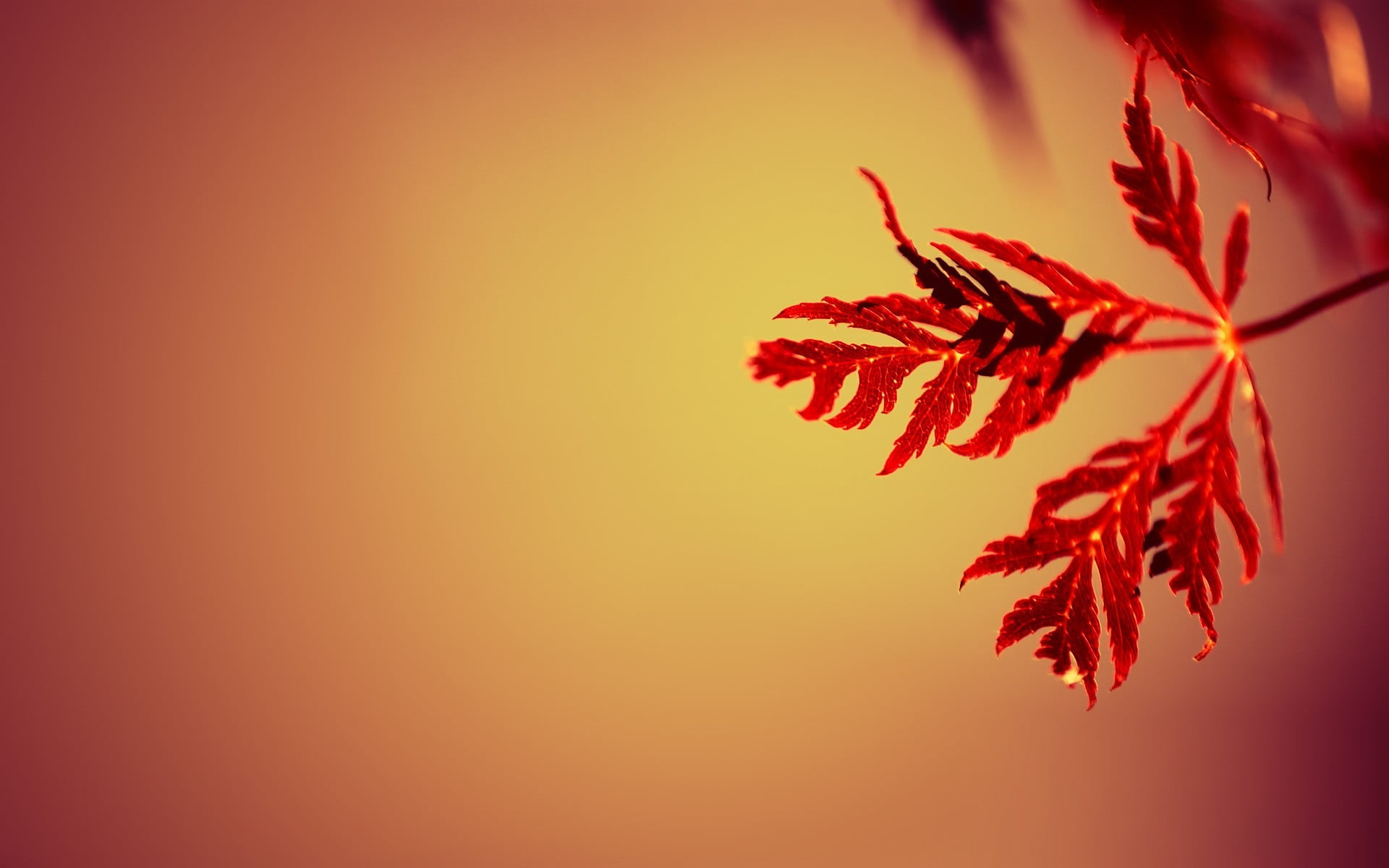 brown leaf wallpaper leaves macro nature simple background 2k