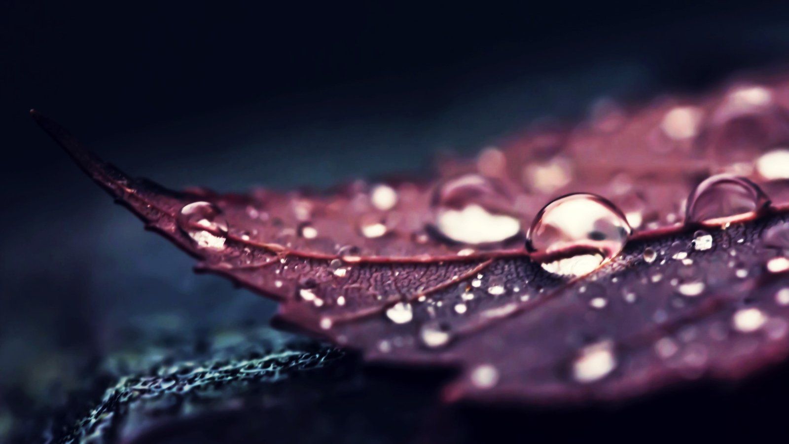 brown leaf nature leaves water macro drops plants 10 2k 4k
