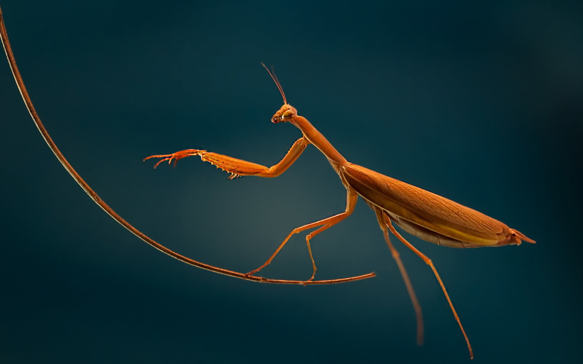 brown mantis macro insect one animal wildlife themes 2k