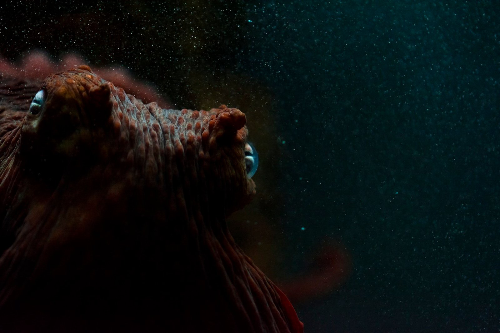 brown octopus eyes macro underwater sea animal nature wildlife 2k