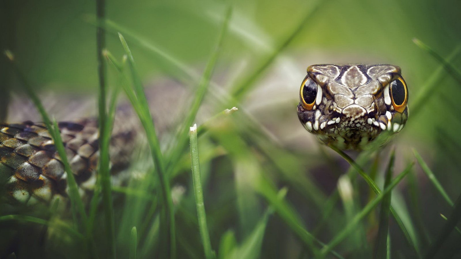 brown snake nature animals grass eyes skin macro depth of field 2k