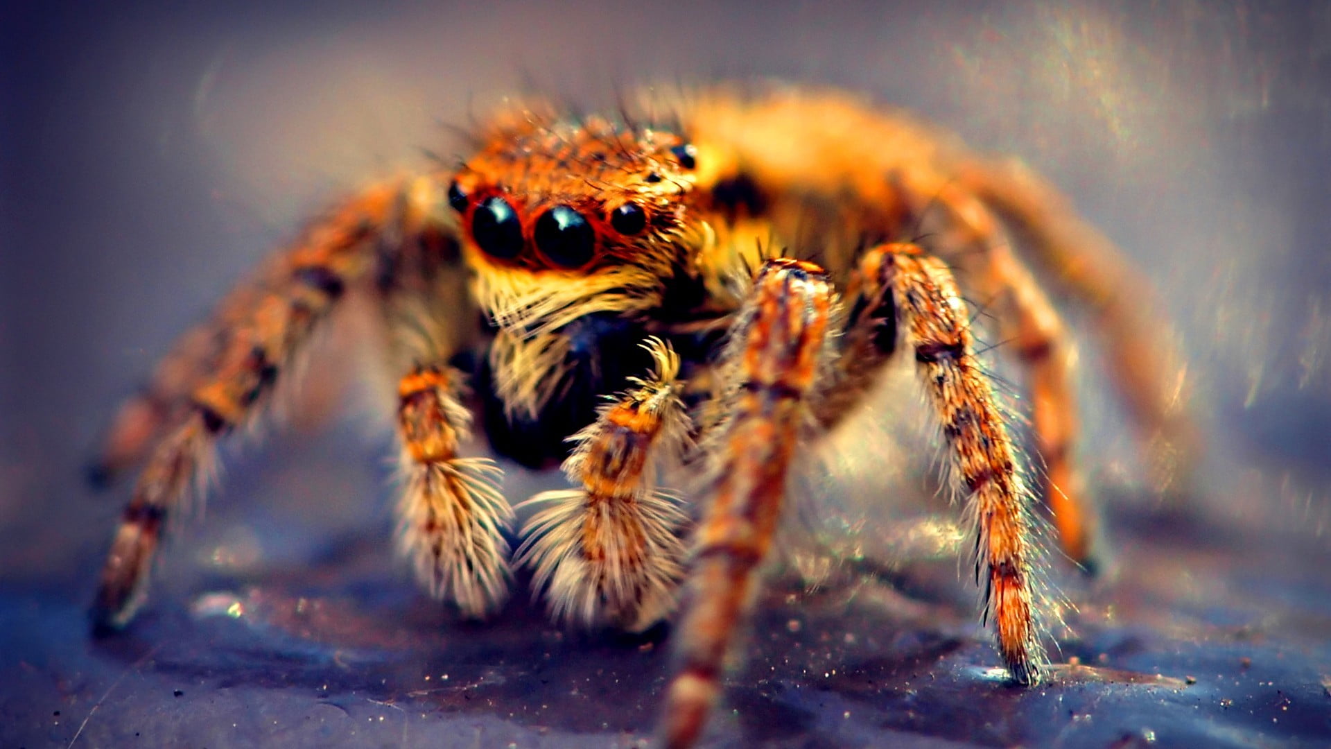 brown tarantula macro shot photography of jumping spider 2k