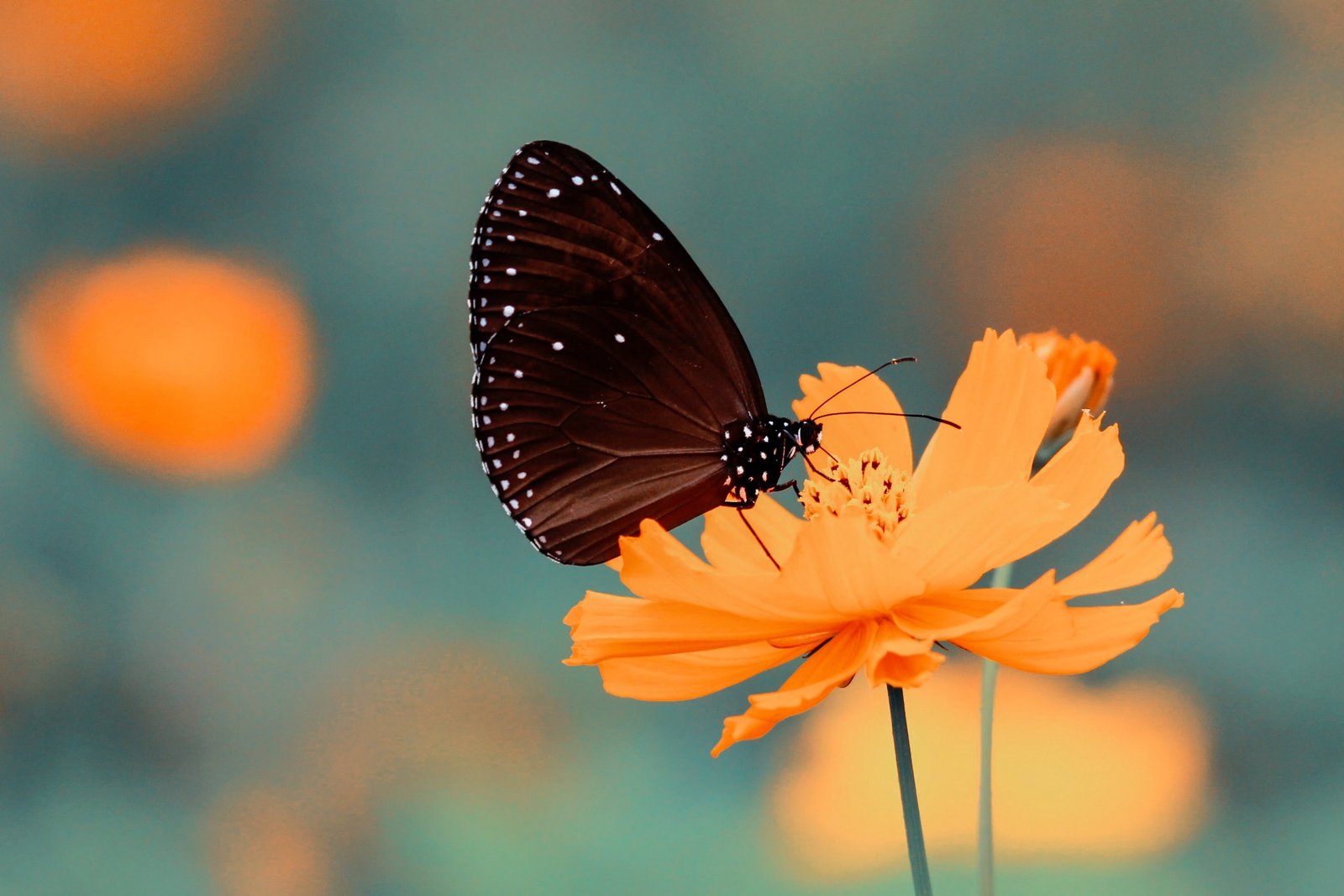 butterfly Cosmos flower depth of field macro yellow 2k 4k