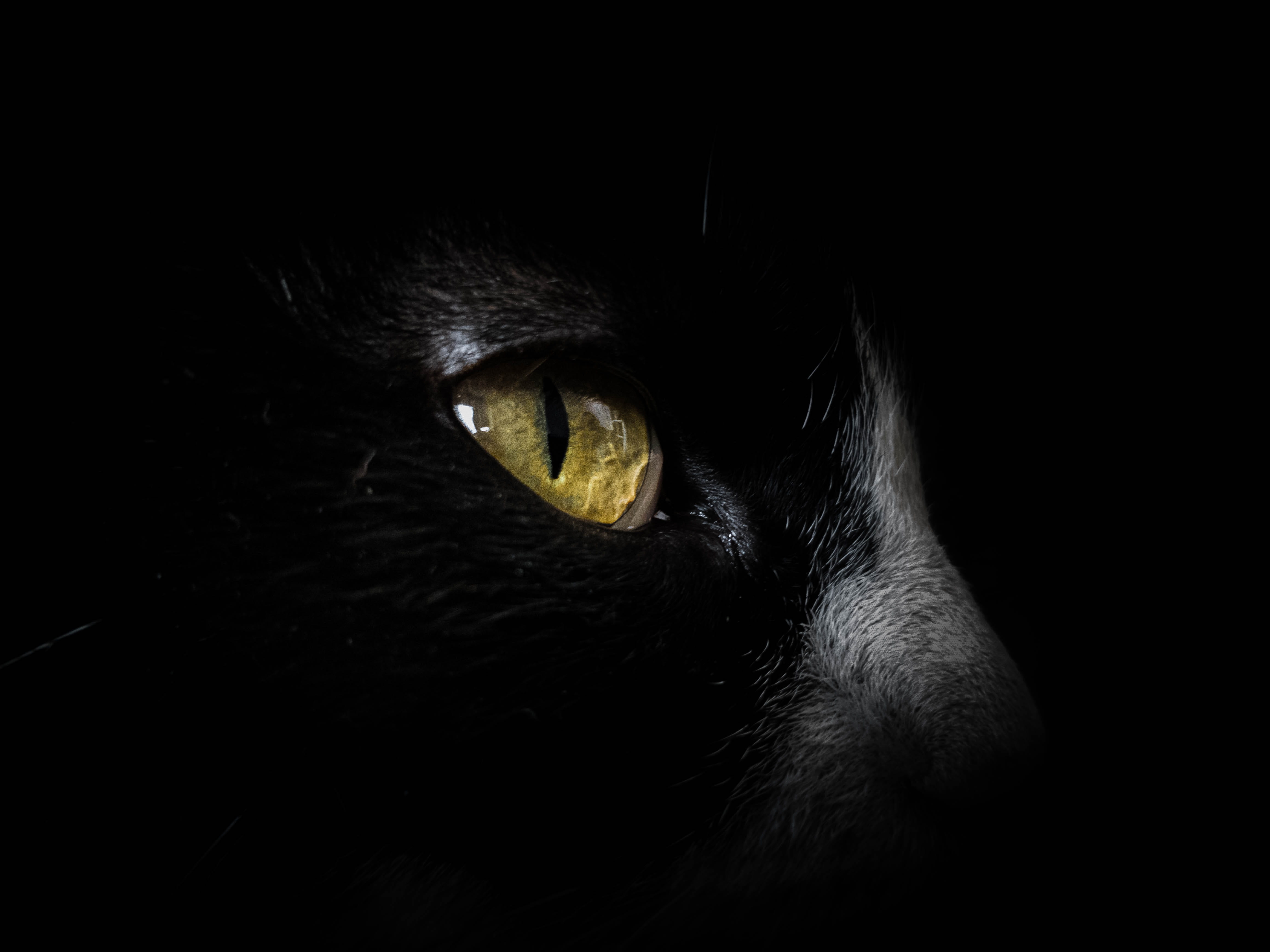 cat eye black amoled focus closeup unpslash animal wild 2k 4k 5k
