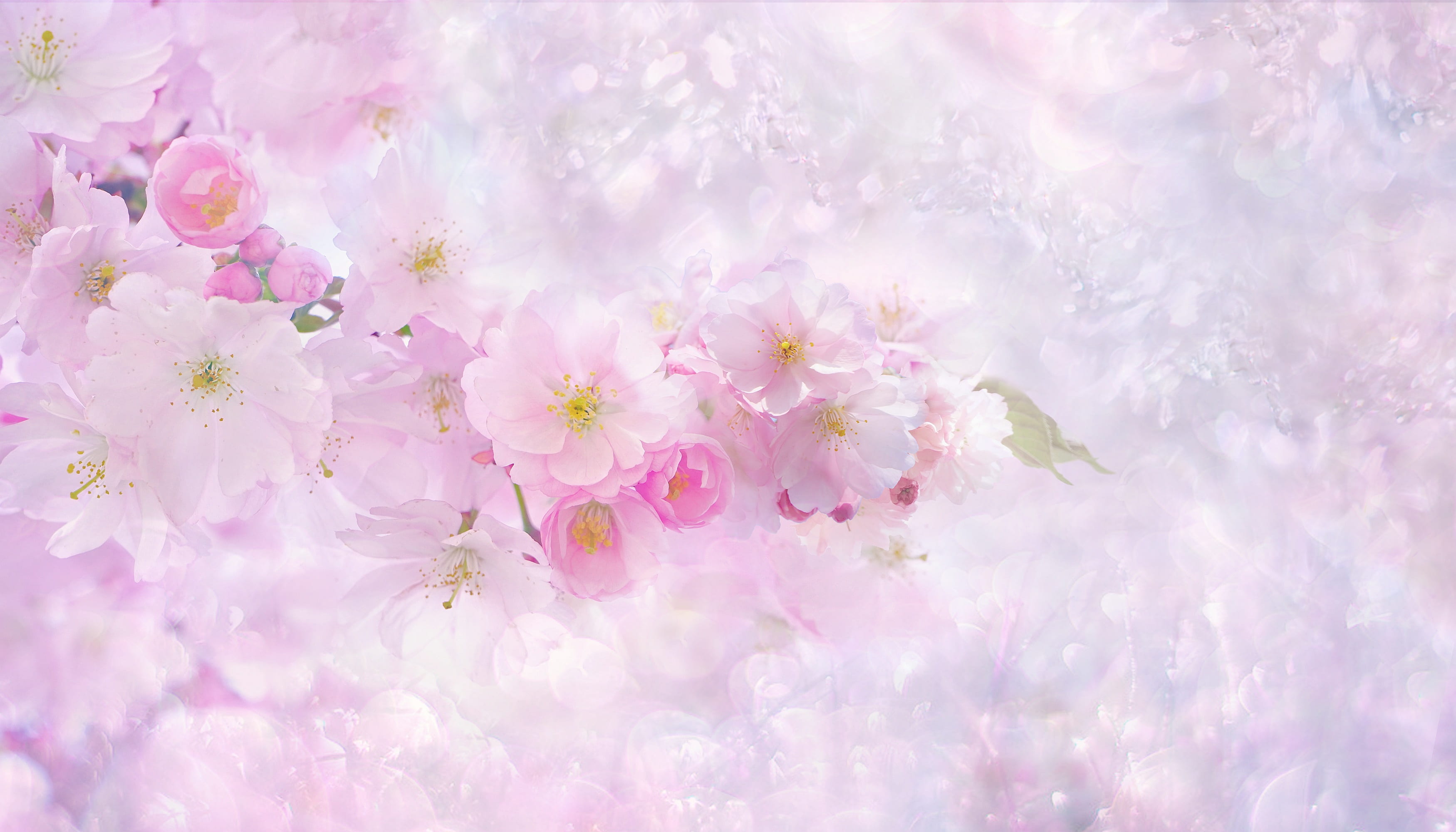 cherry blossom digital wallpaper nature flower plant summer 2k 4k