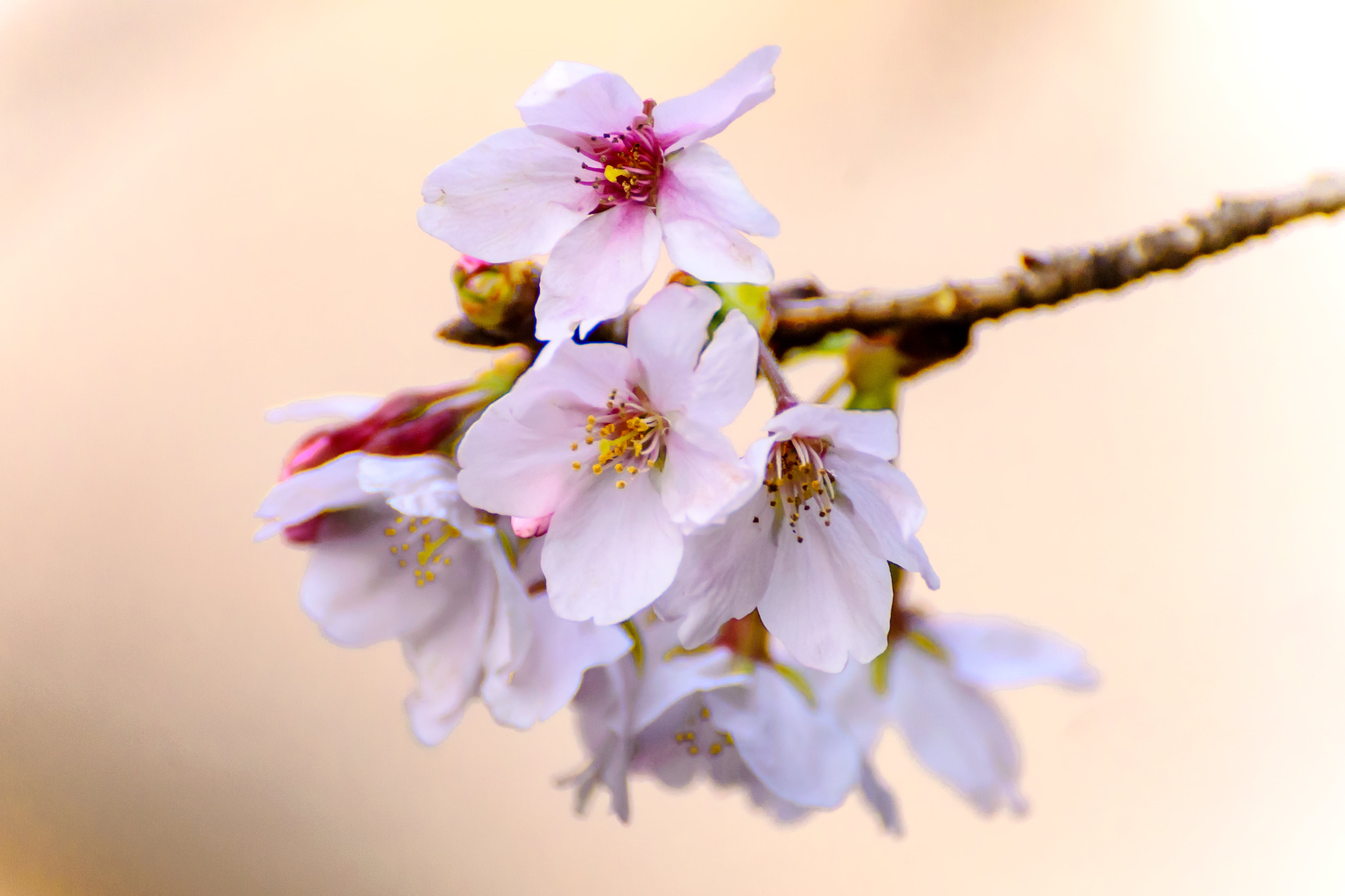 Cherry Blossom in macro photography Blossoms Somei Yoshino 2k 4k 5k