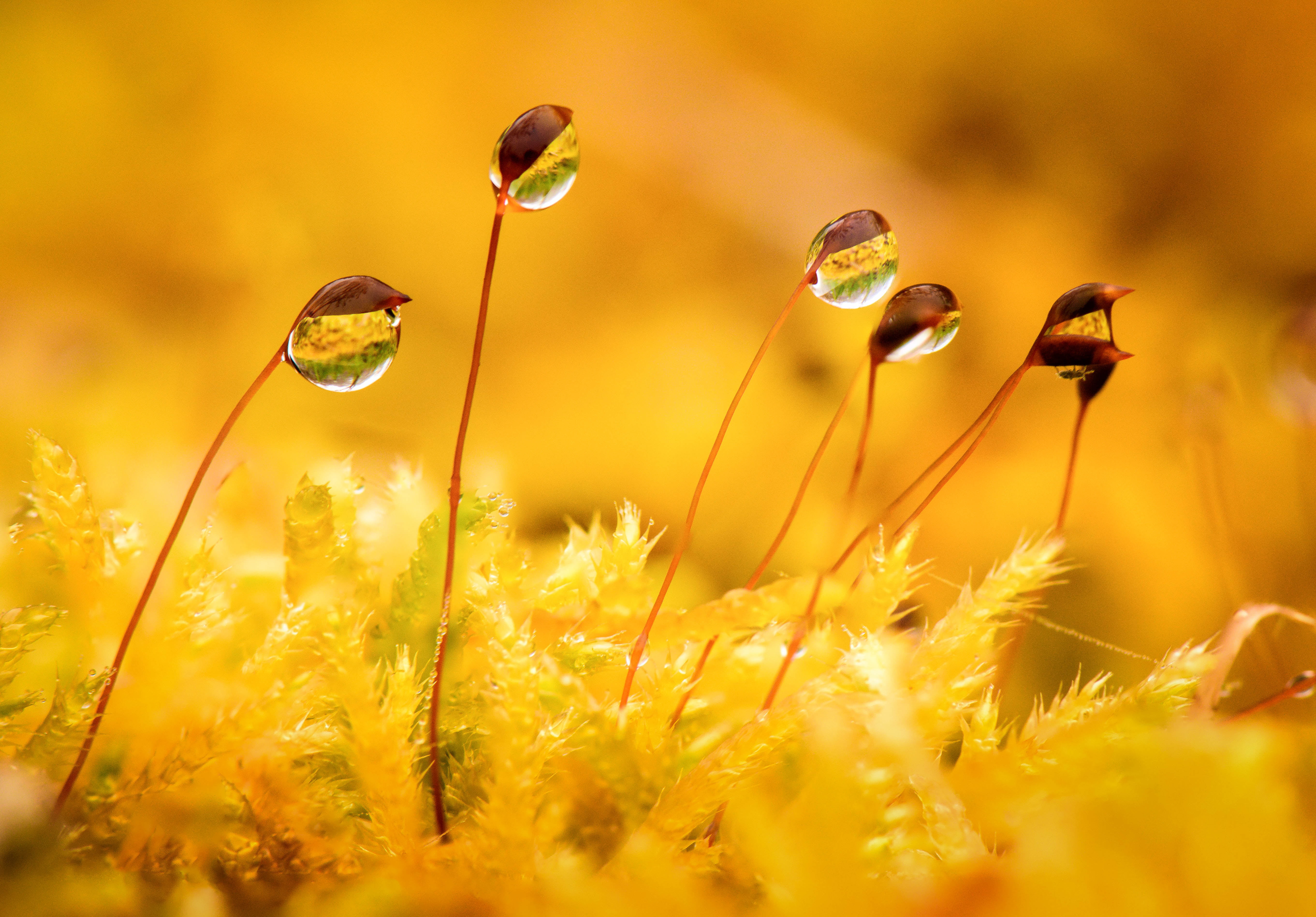 close up photo of green leaves plant Dewdrops Close Landscapes 2k 4k 5k
