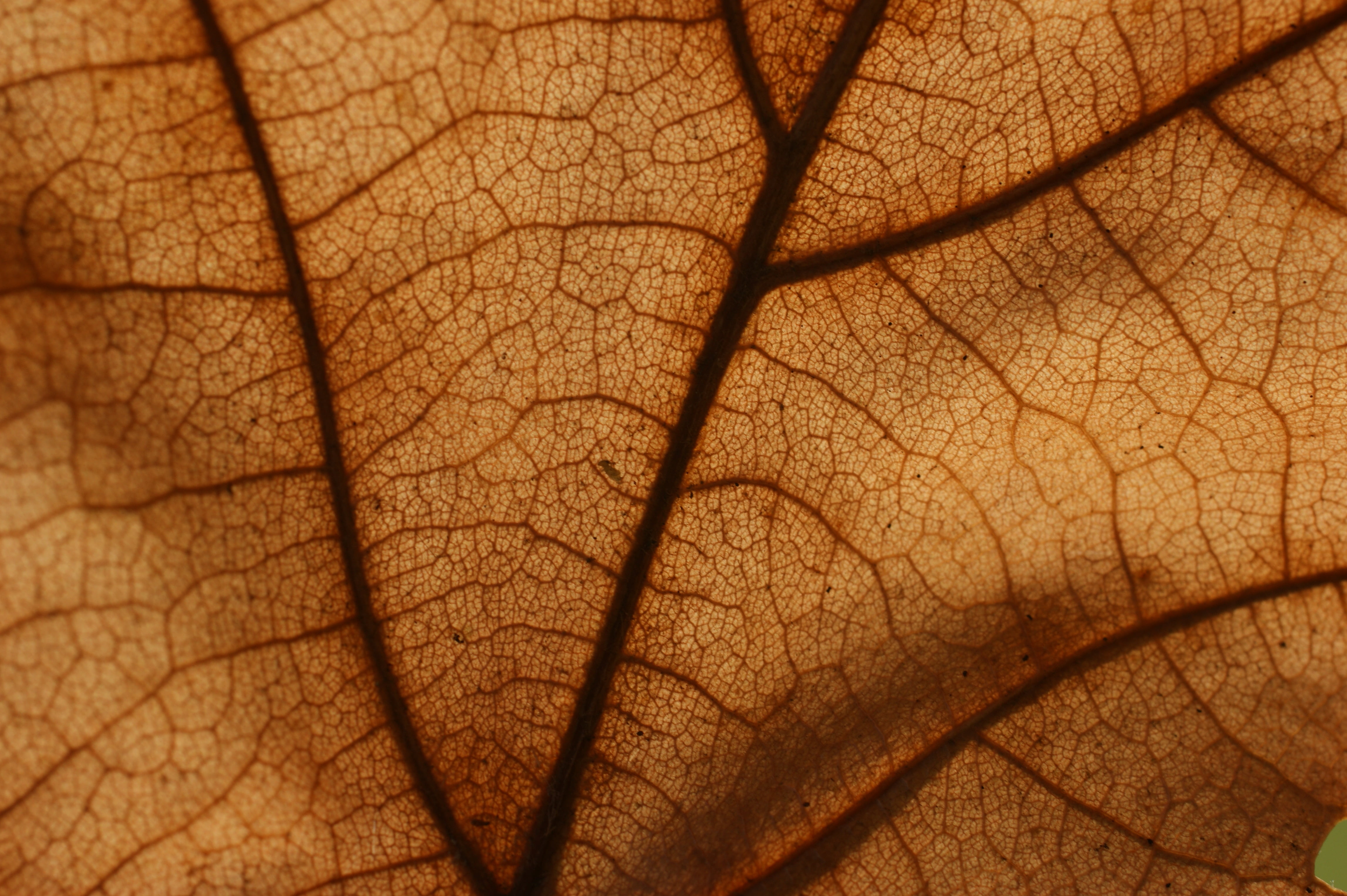 closeup photo of leaf cells background nature close up backgrounds 2k 4k 5k