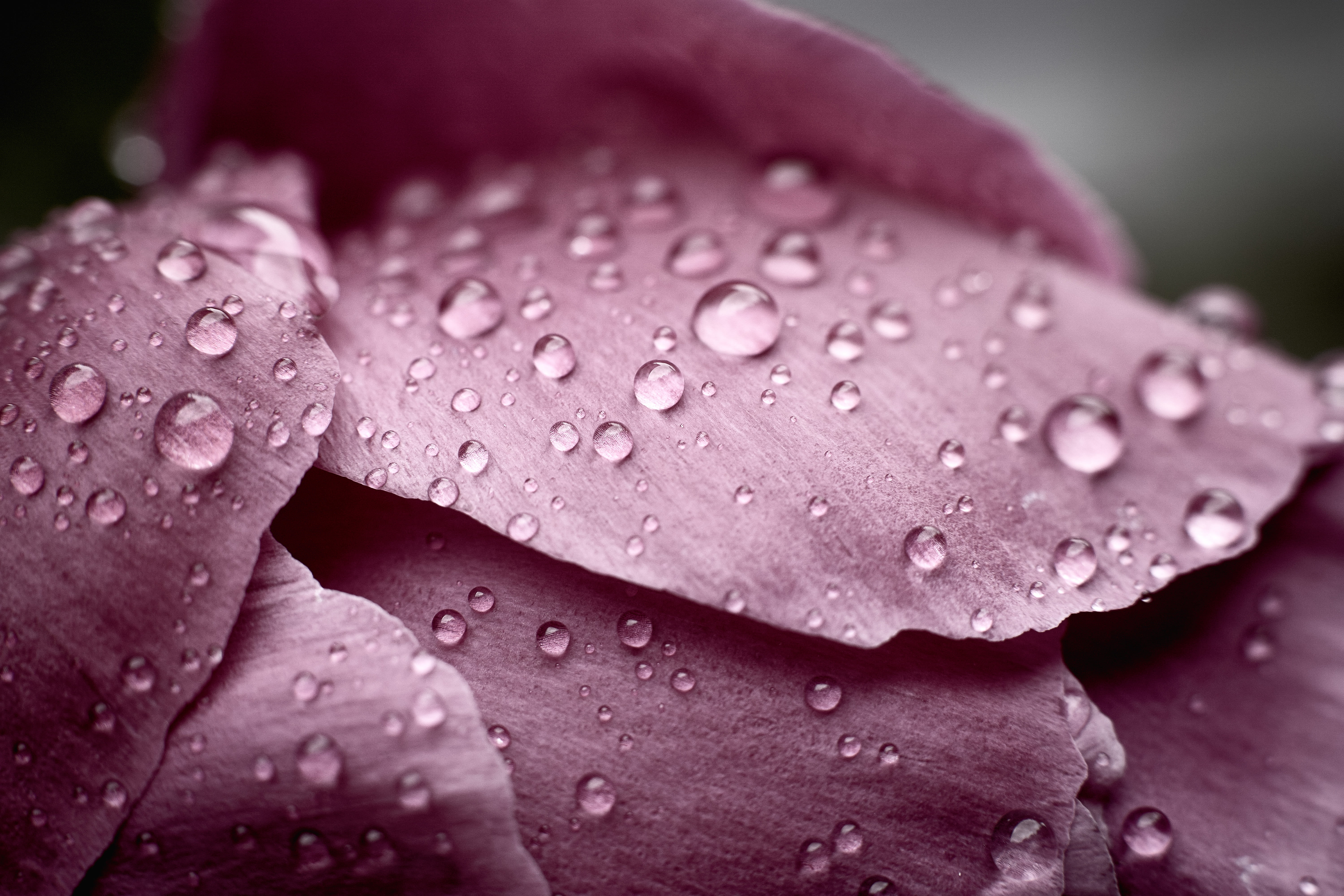 closeup photo of water drops on purple petaled flower Raindrops 2k 4k 5k