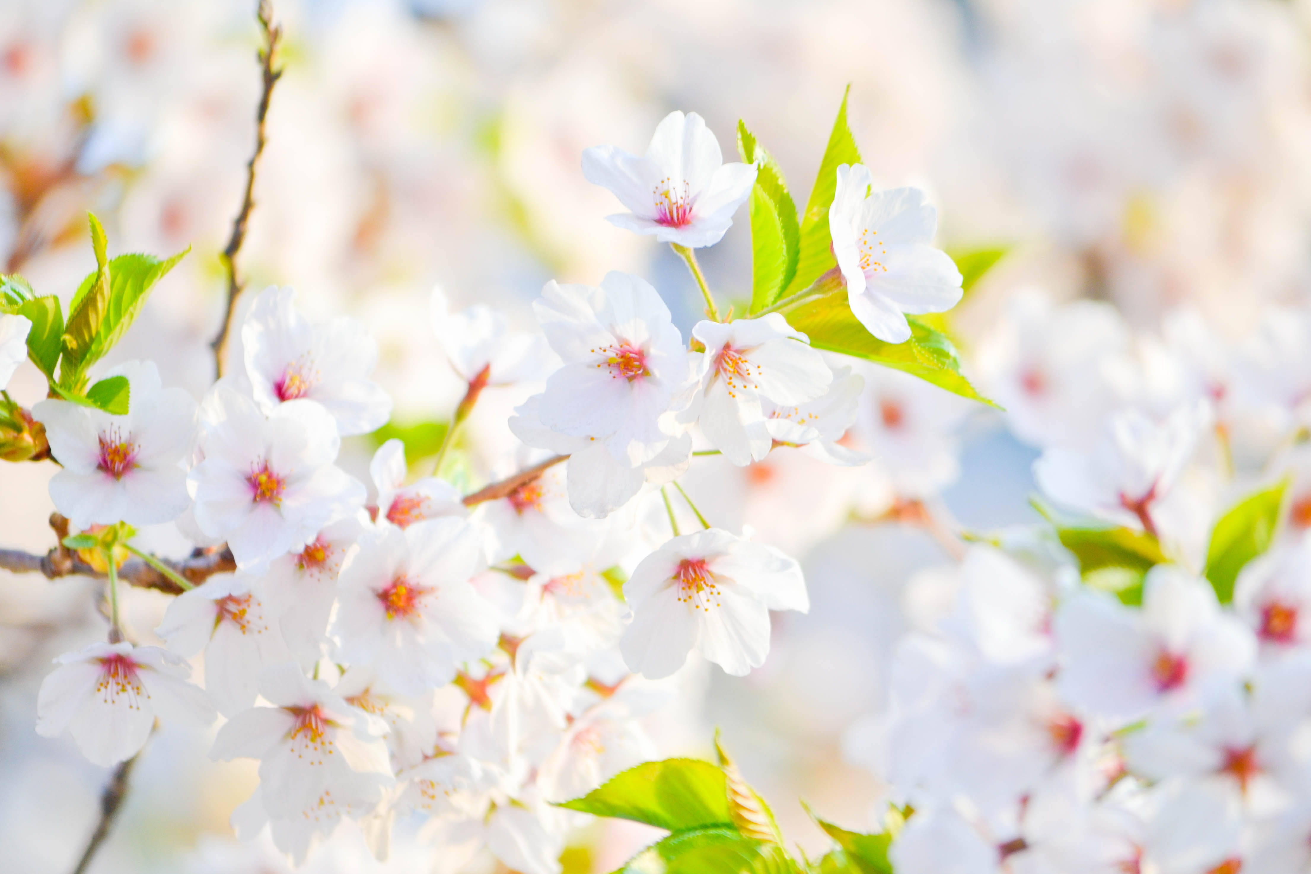 closeup photo of white petaled flowers macro photography flowering plant during daytime 2k 4k